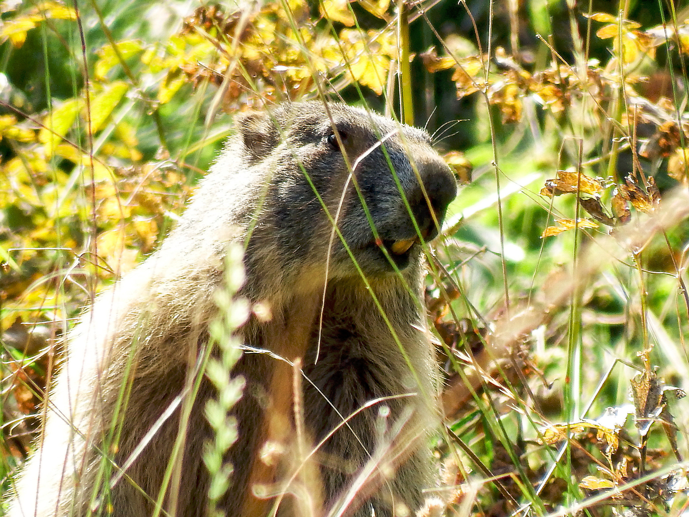 Marmotta