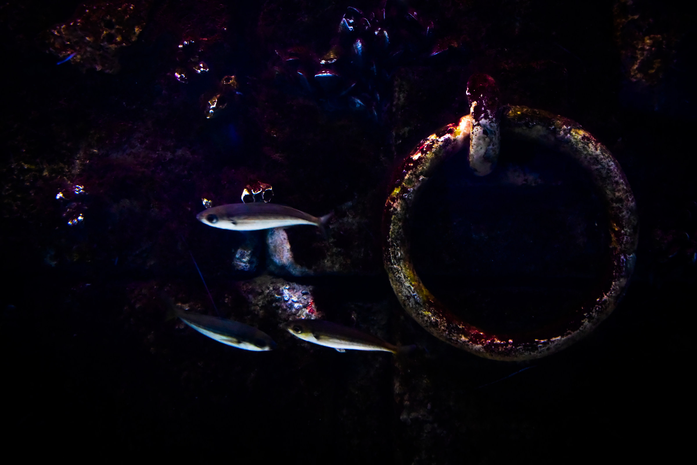 Tutti i colori del buio