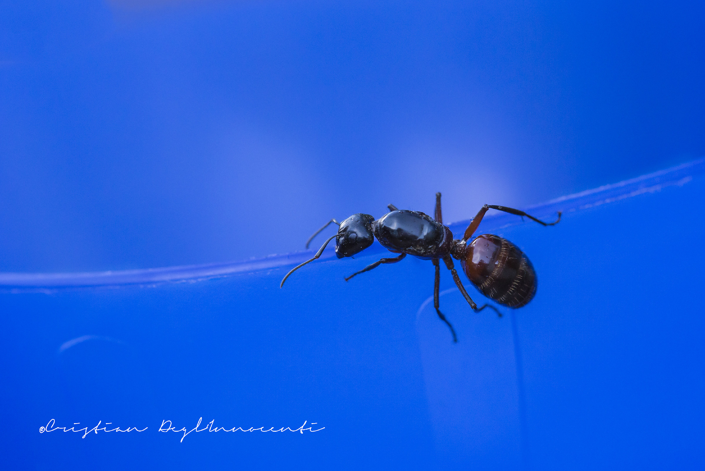 In the Blue Painted Blue