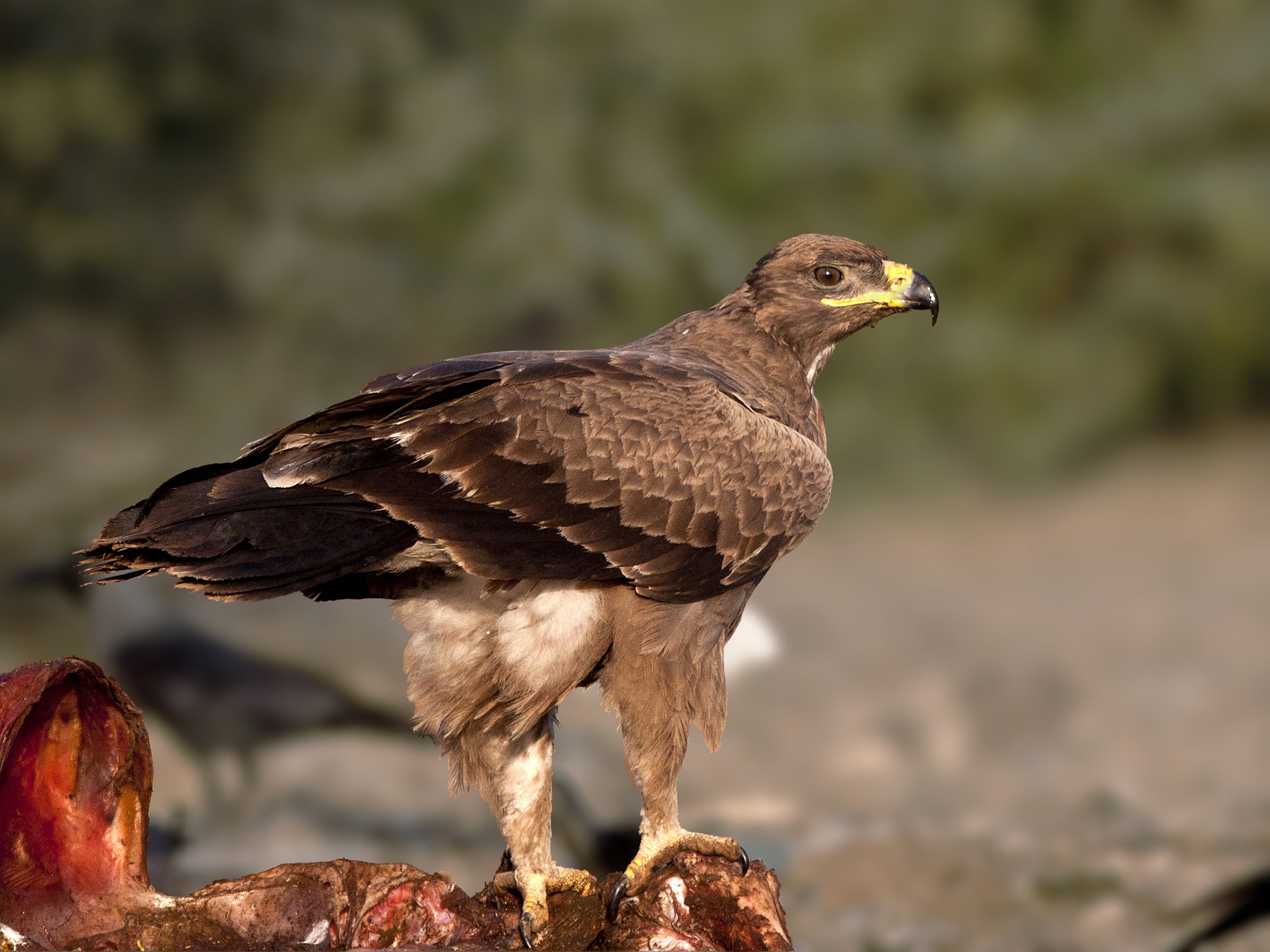 Steppe Eagle, on a Carcass