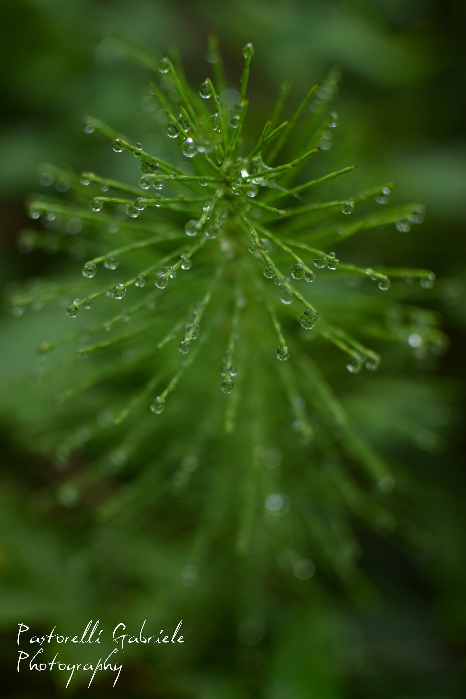 Dew on dill