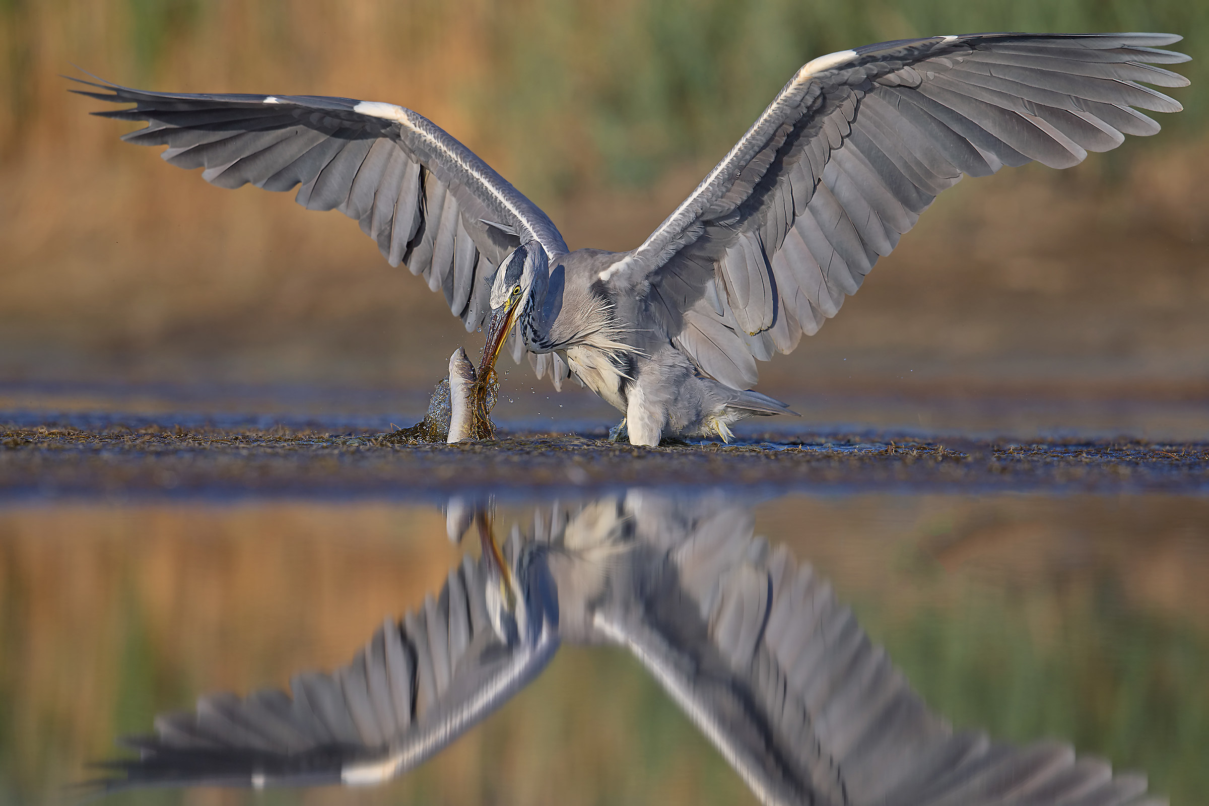 il Cenerino e il Luccio!