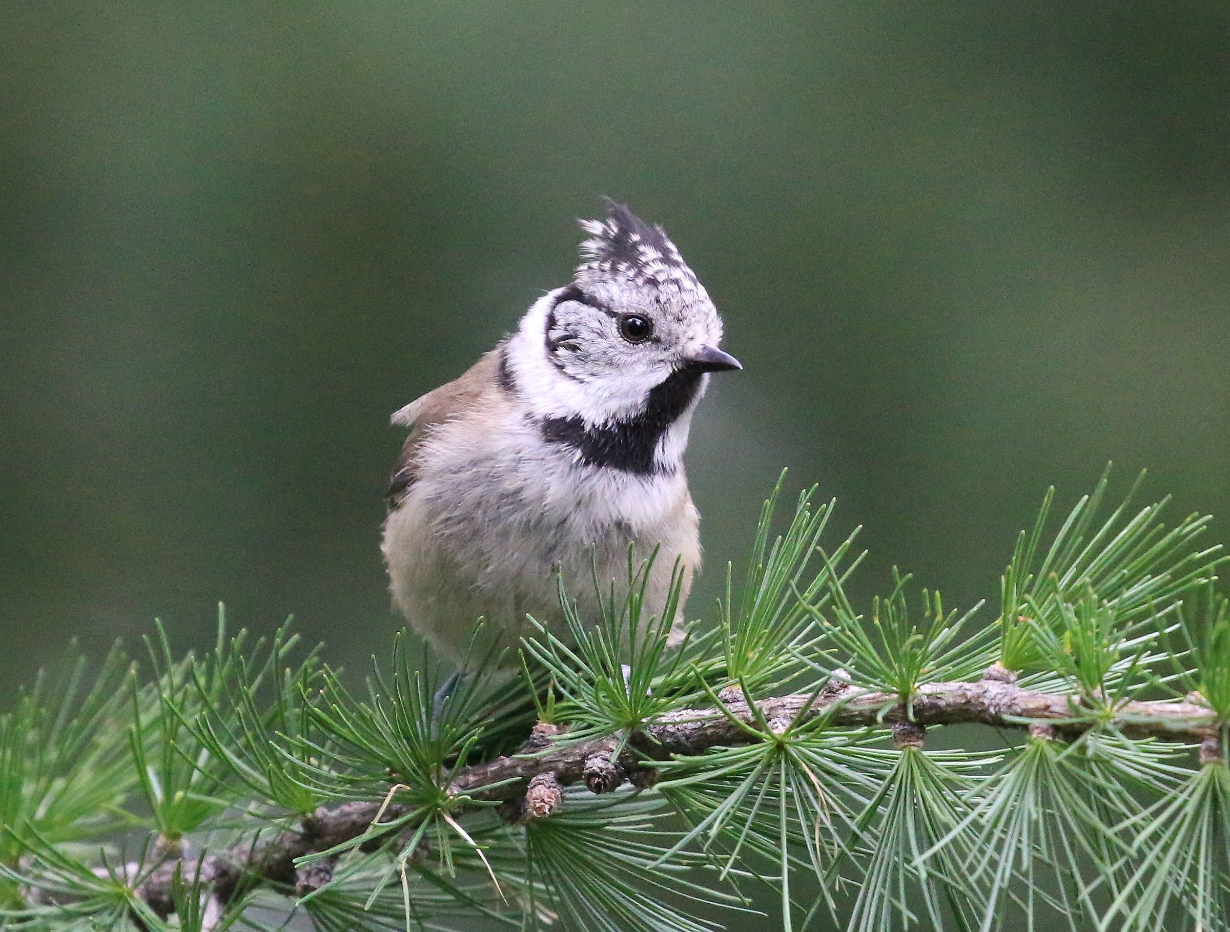 Crested Tit