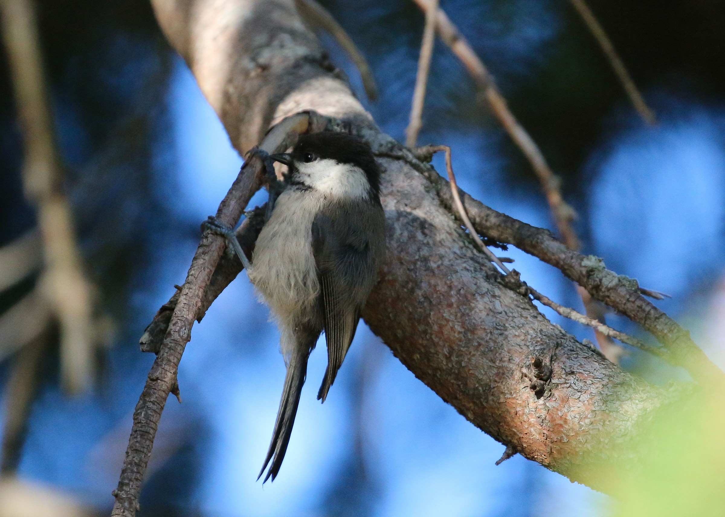 Tit alpine acrobat