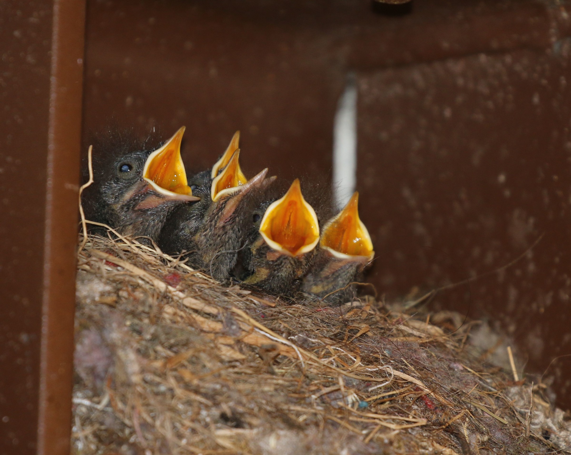 Pulli of Black Redstart