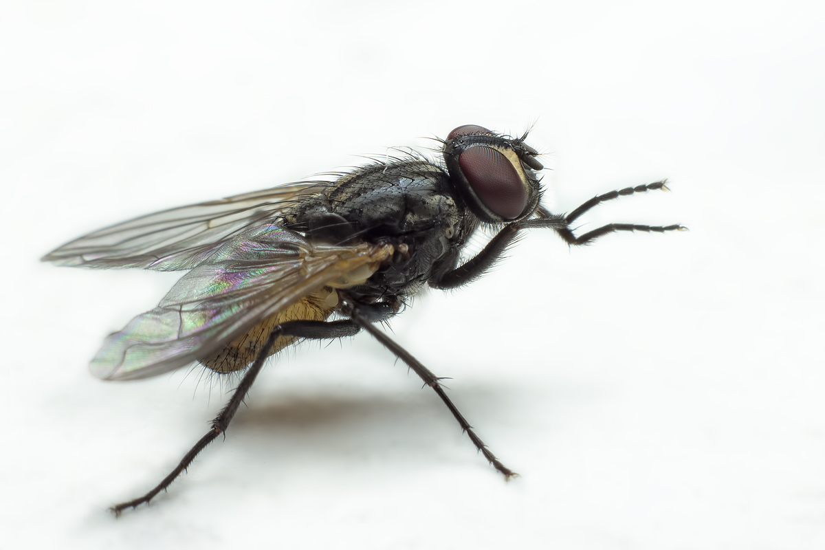 piccola mosca domestica (Fannia canicularis)