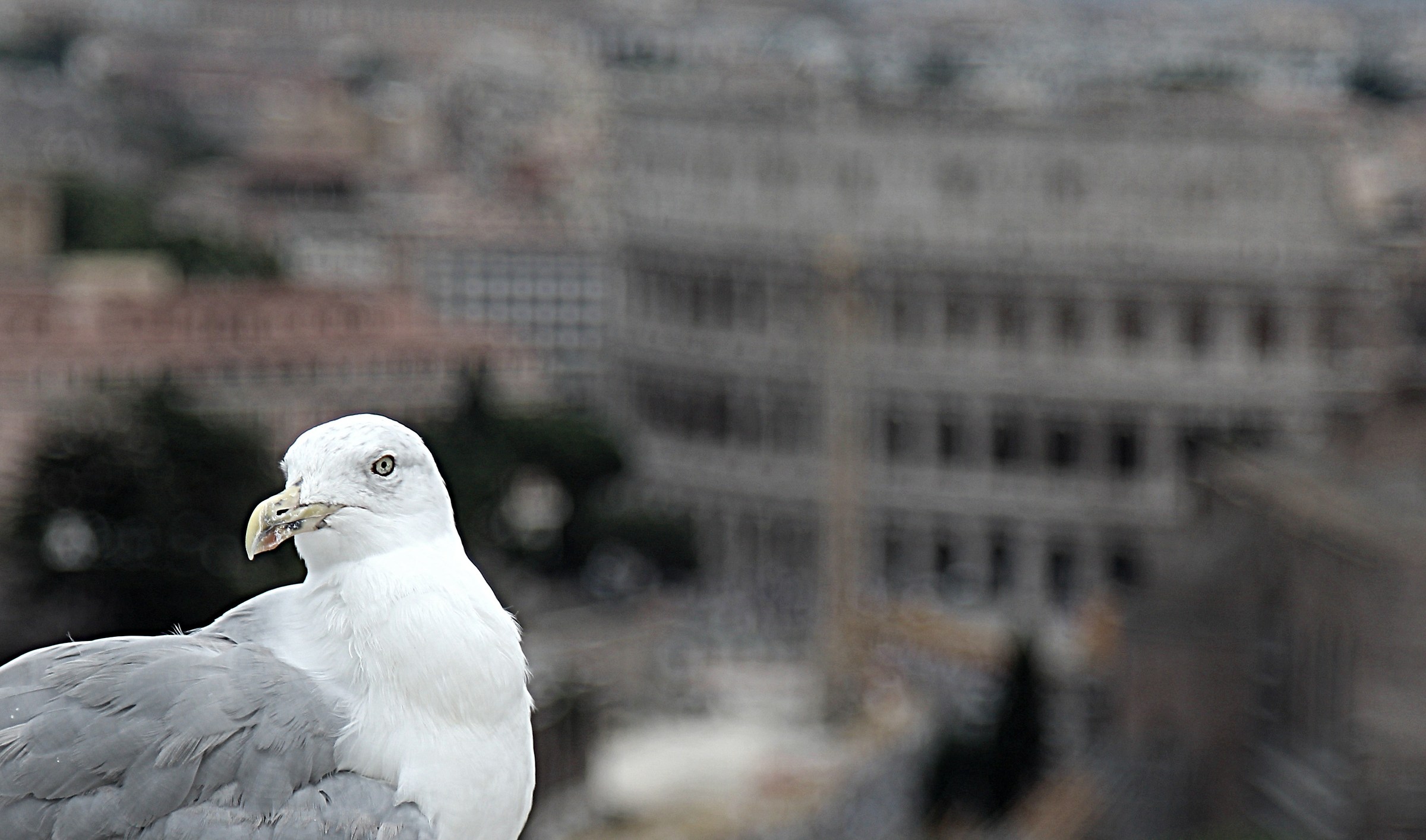 The Warden of the Colosseum