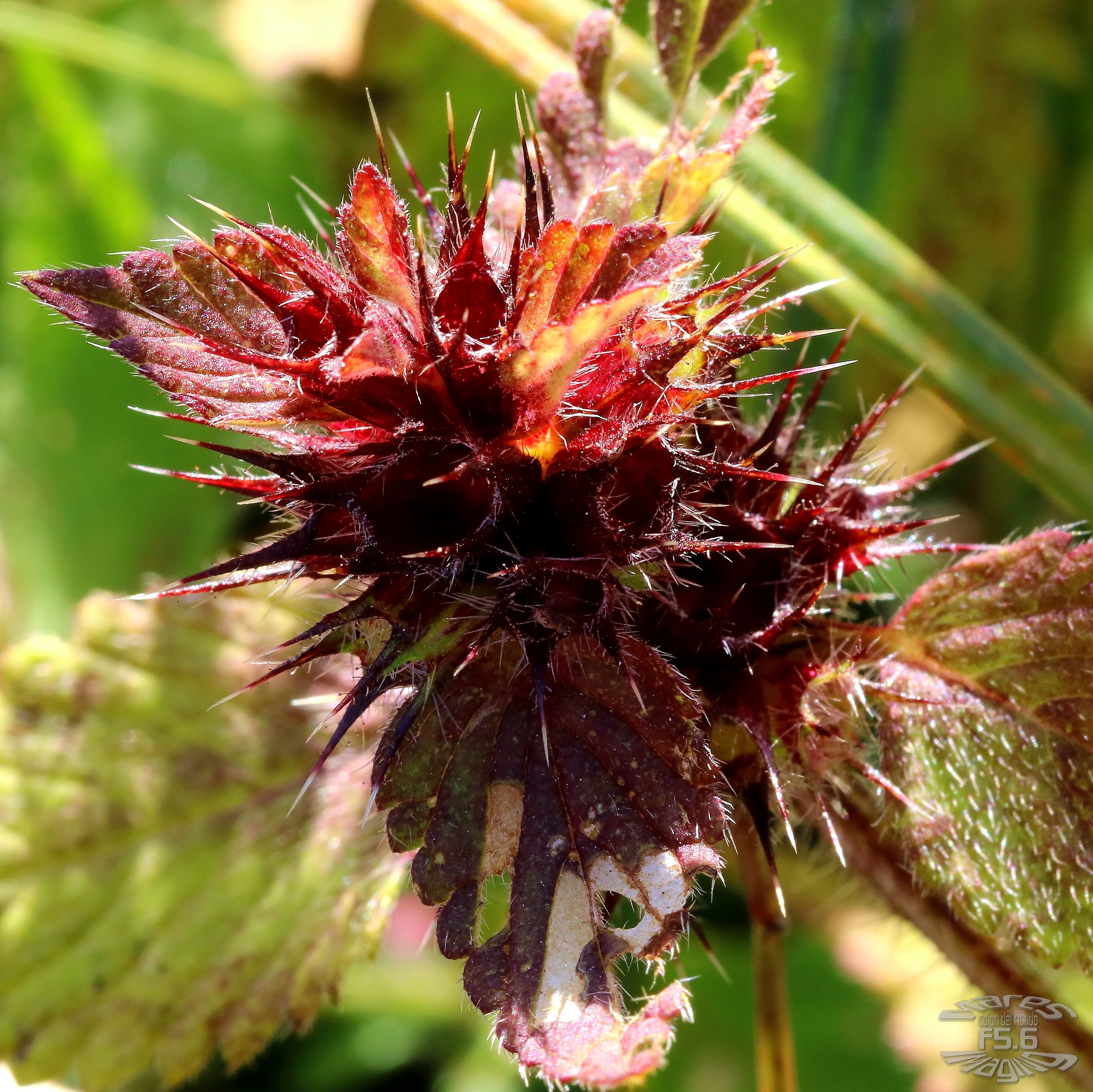 Se questo è un fiore.......che spine