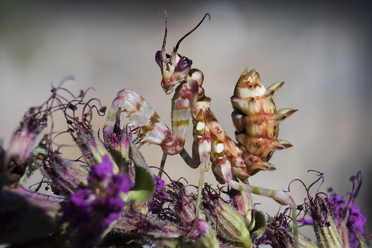 Pseudocreobotra wahlbergii