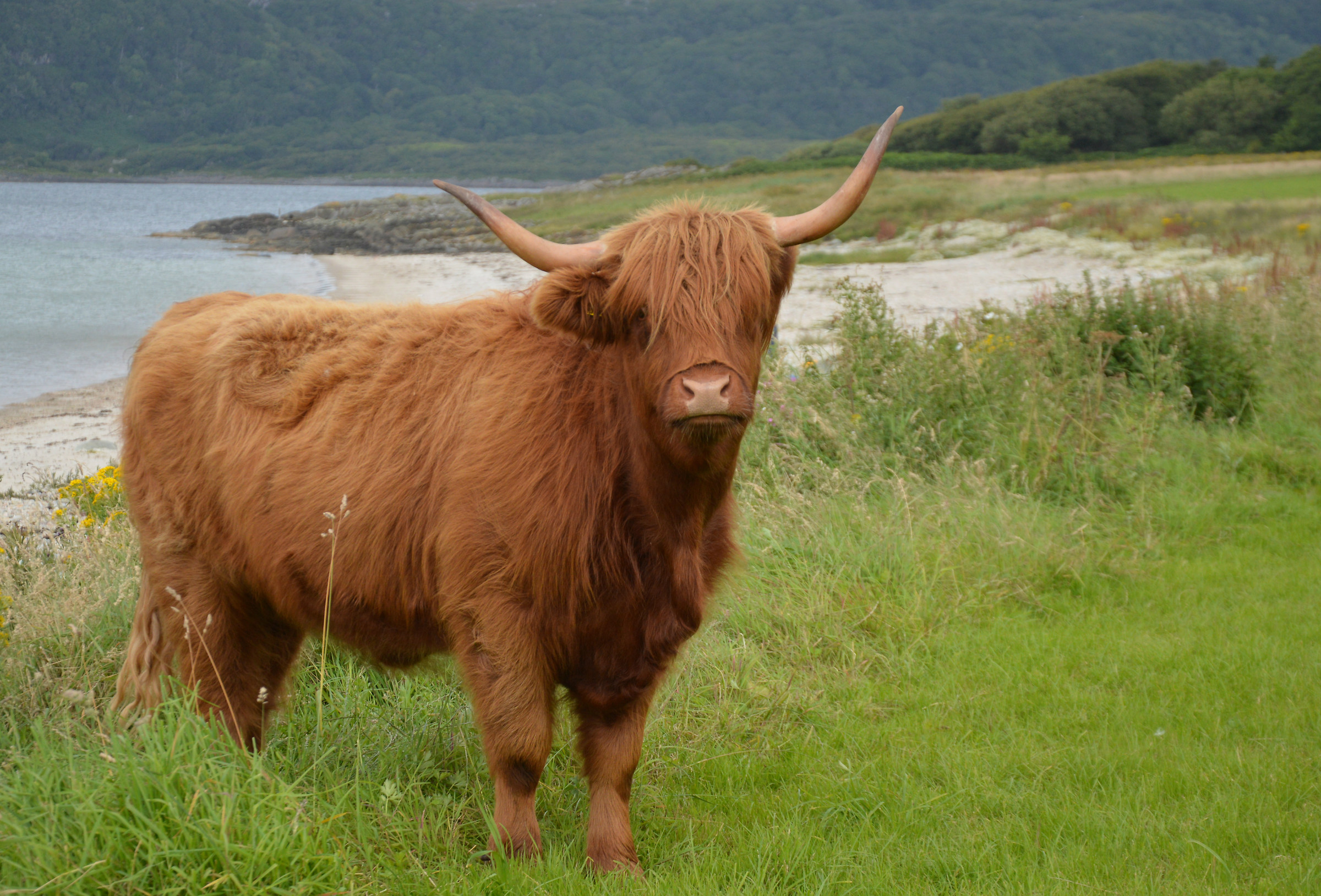 Higland (razza bovina scozzese)