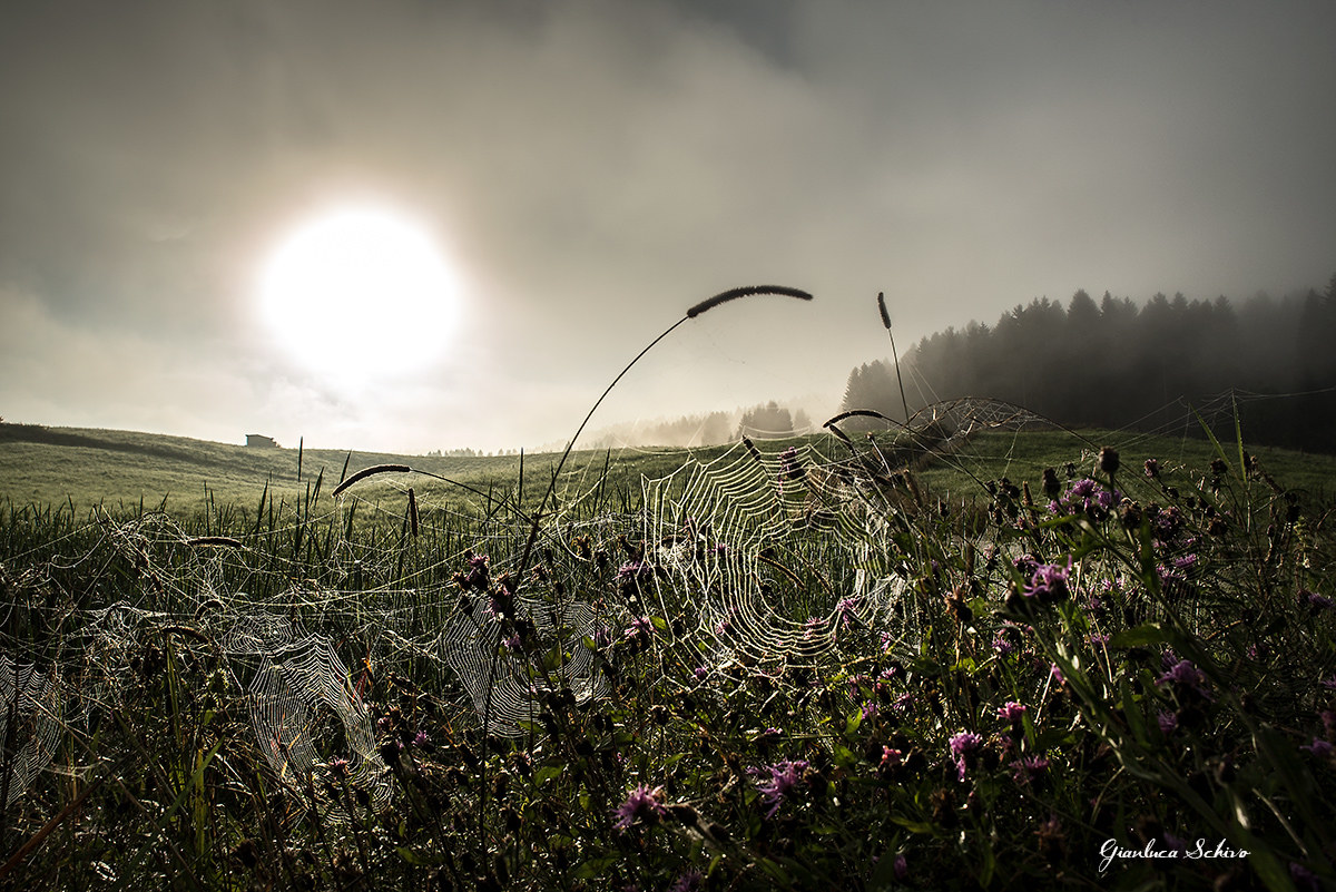 Cobwebs and mist