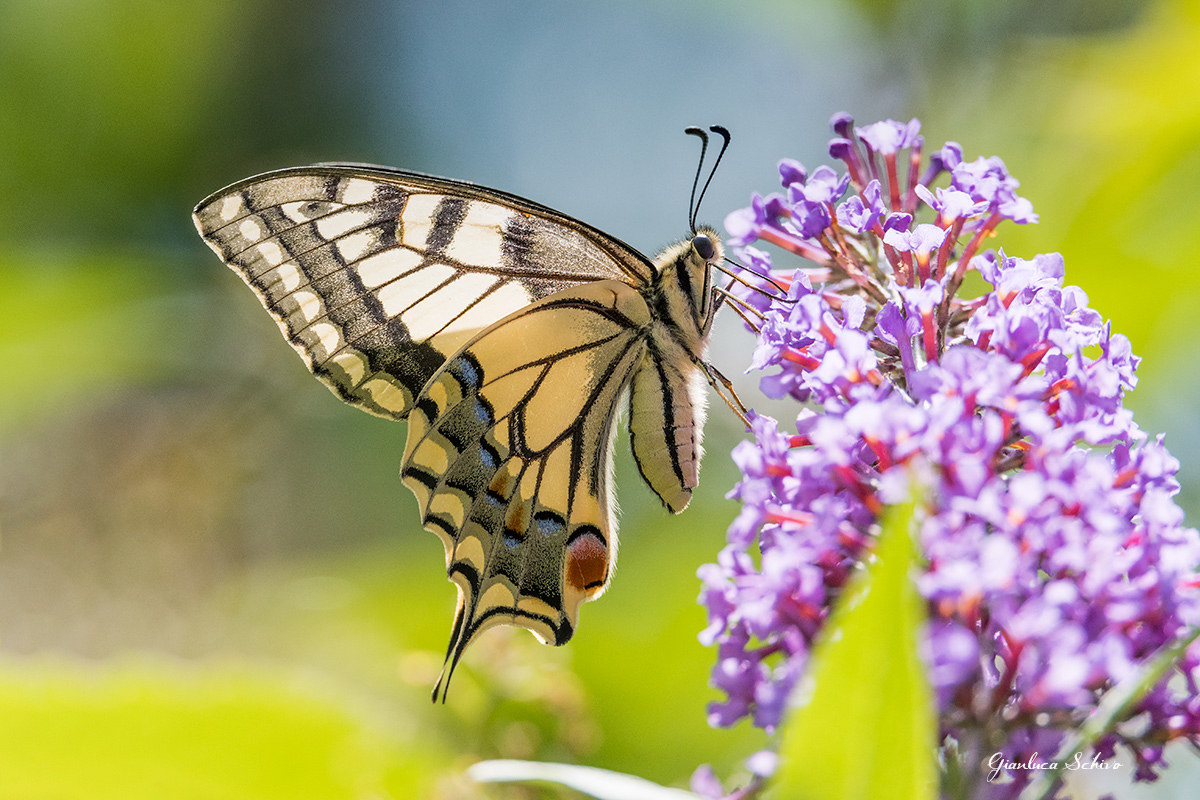 swallowtail