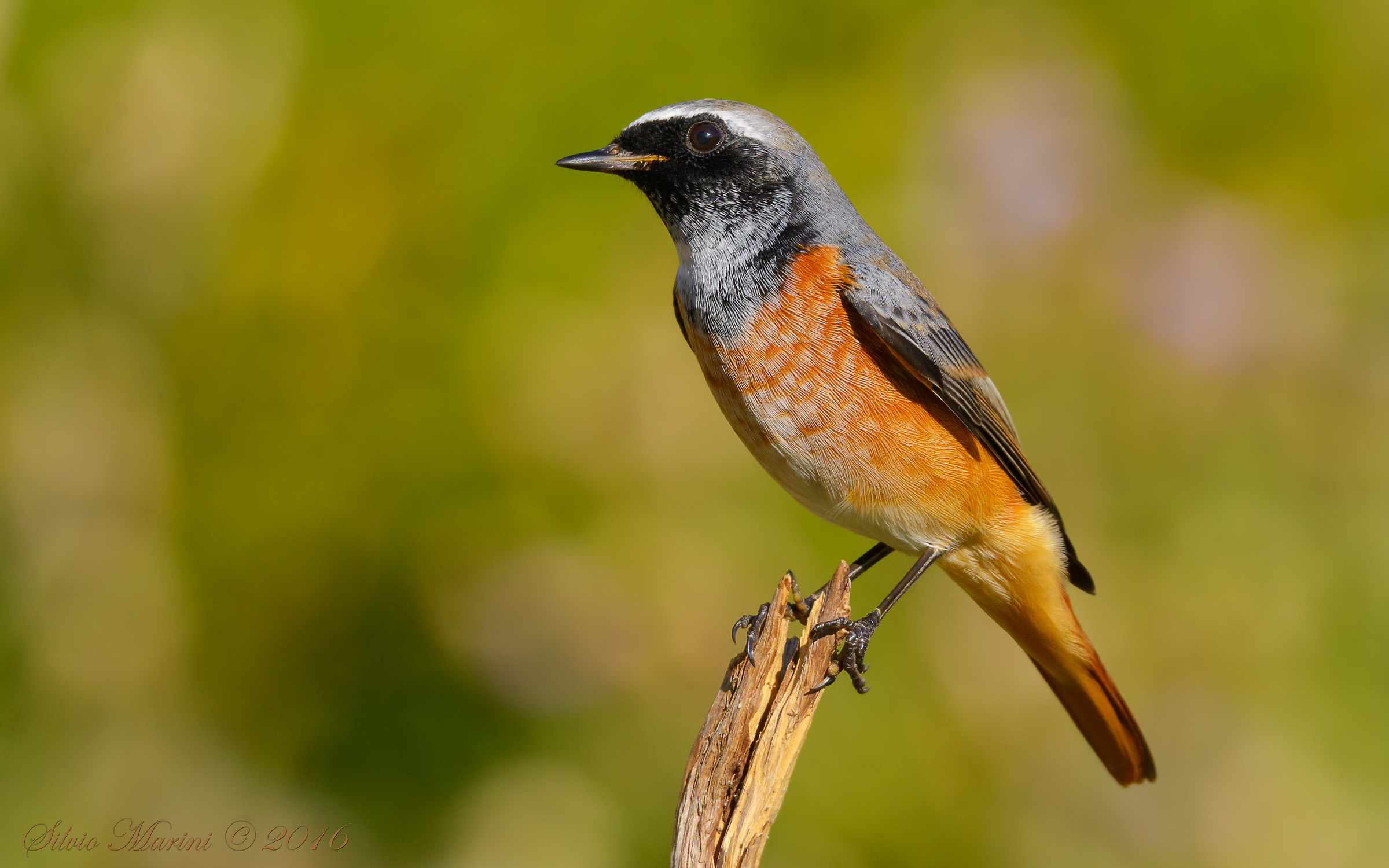 Codirosso ( Phoenicurus phoenicurus)