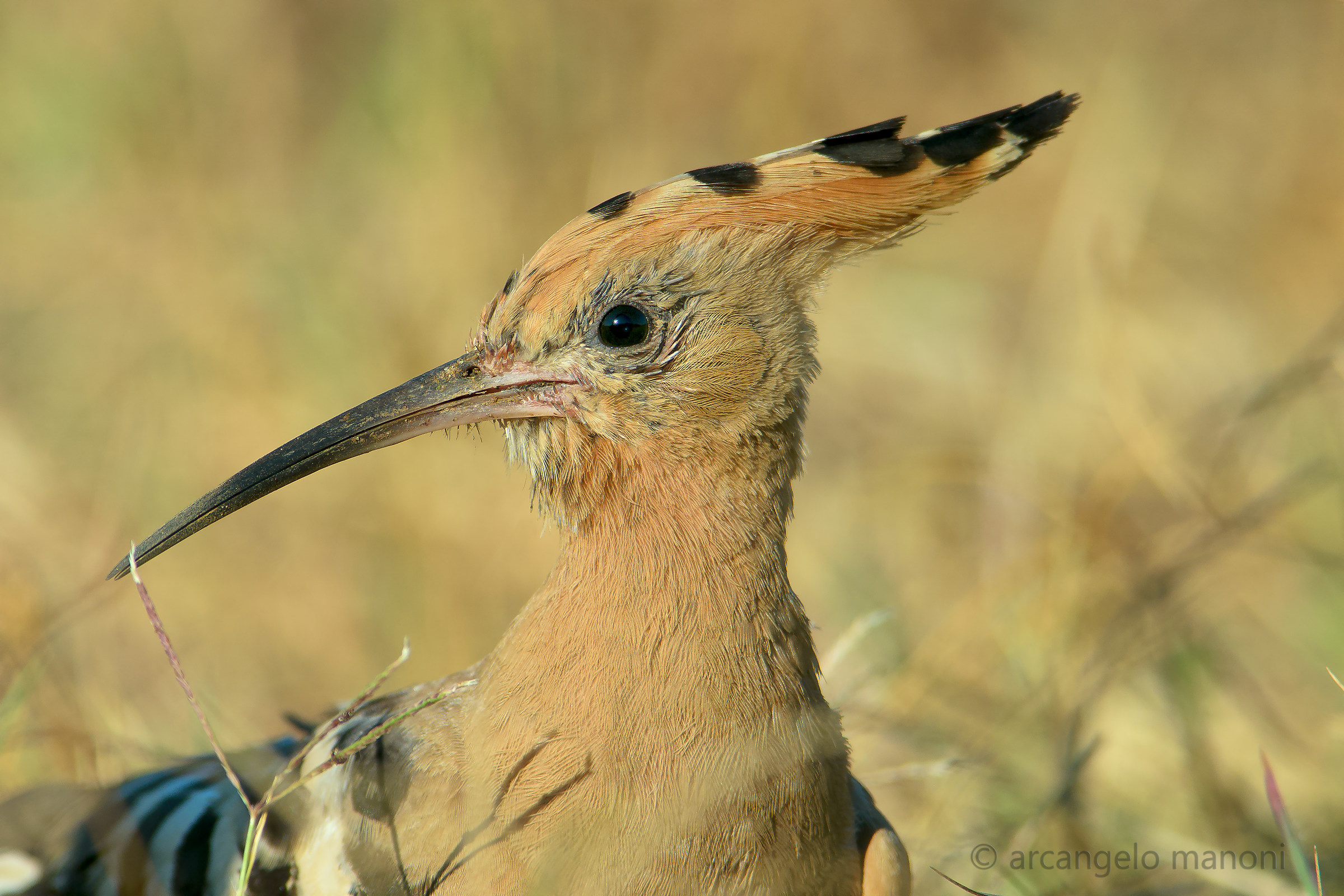 Featured hoopoe
