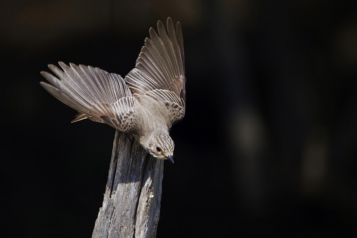 Pigliamosche in partenza