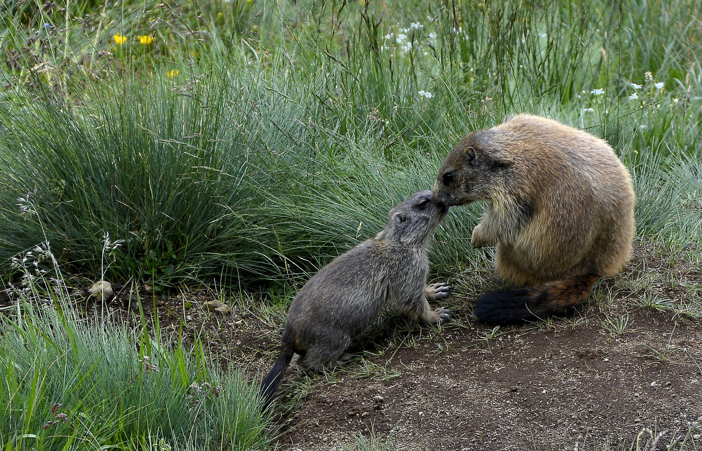 marmots