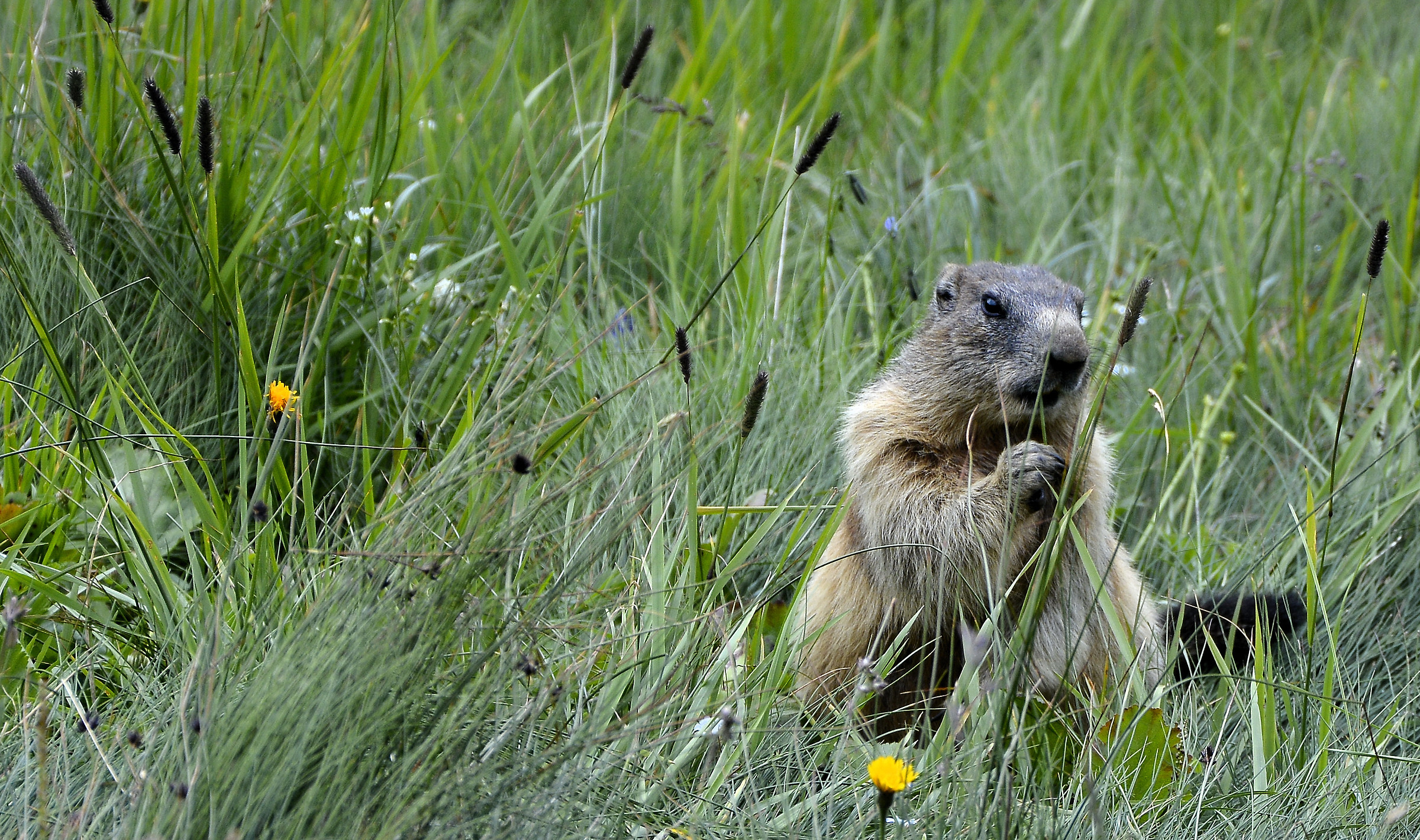 groundhog with Rodella