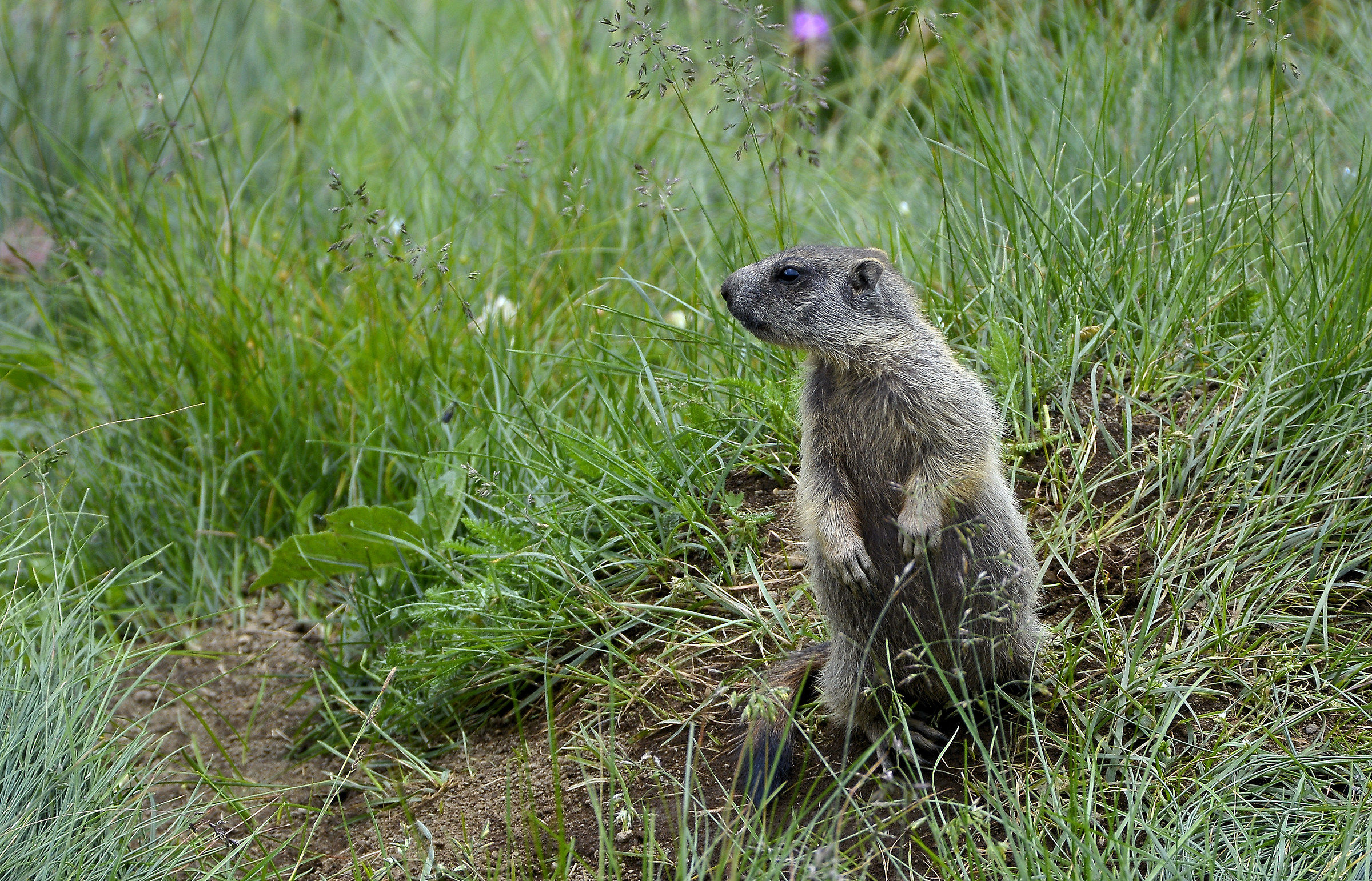 marmot
