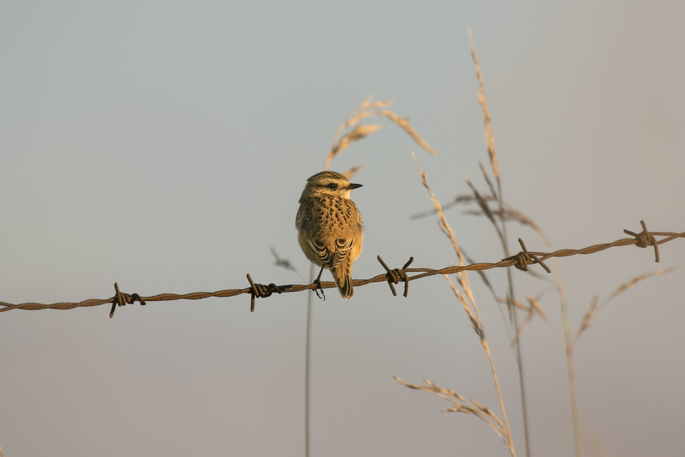 Uff is going down sun