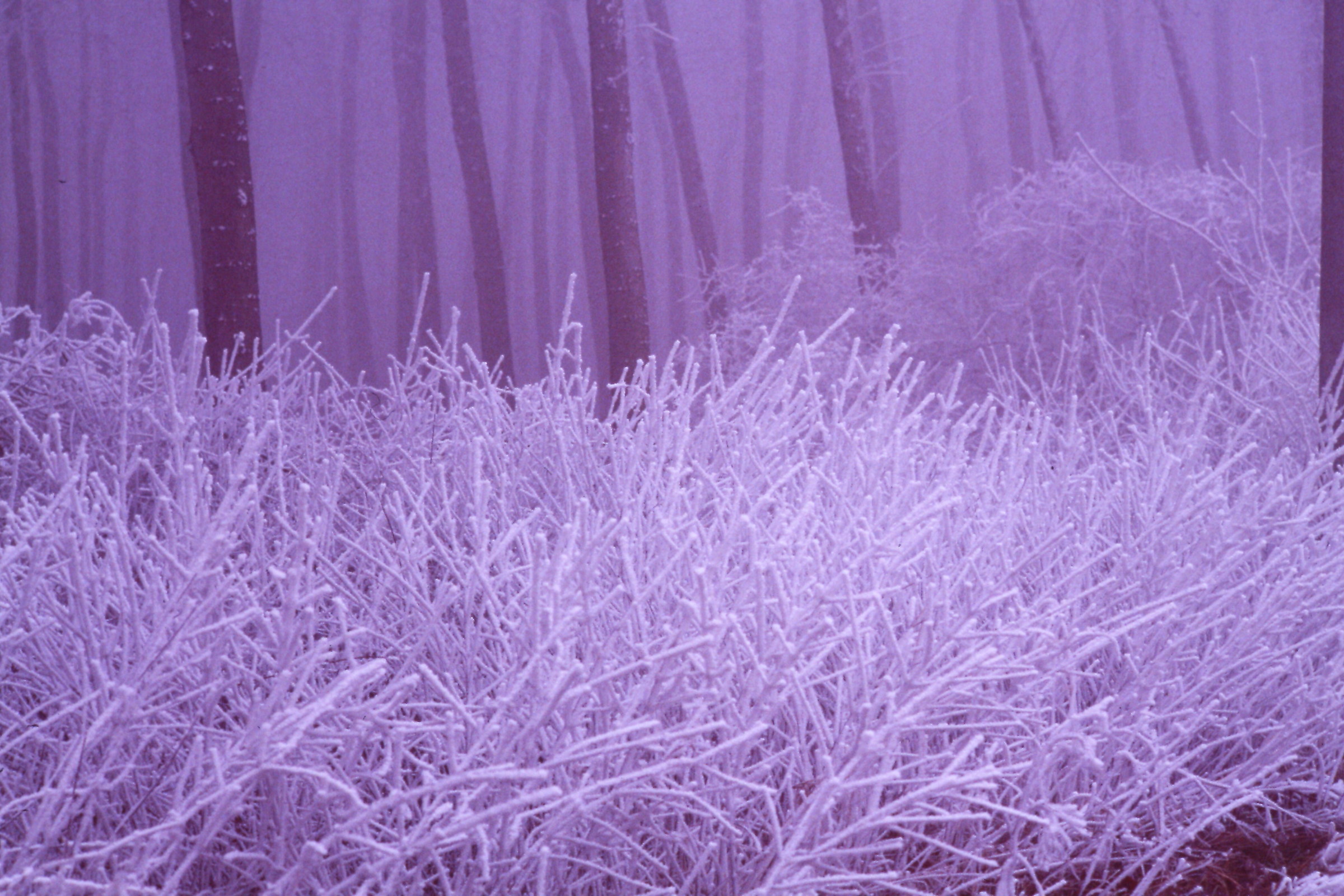 Winters ujna time. Cold and fog.