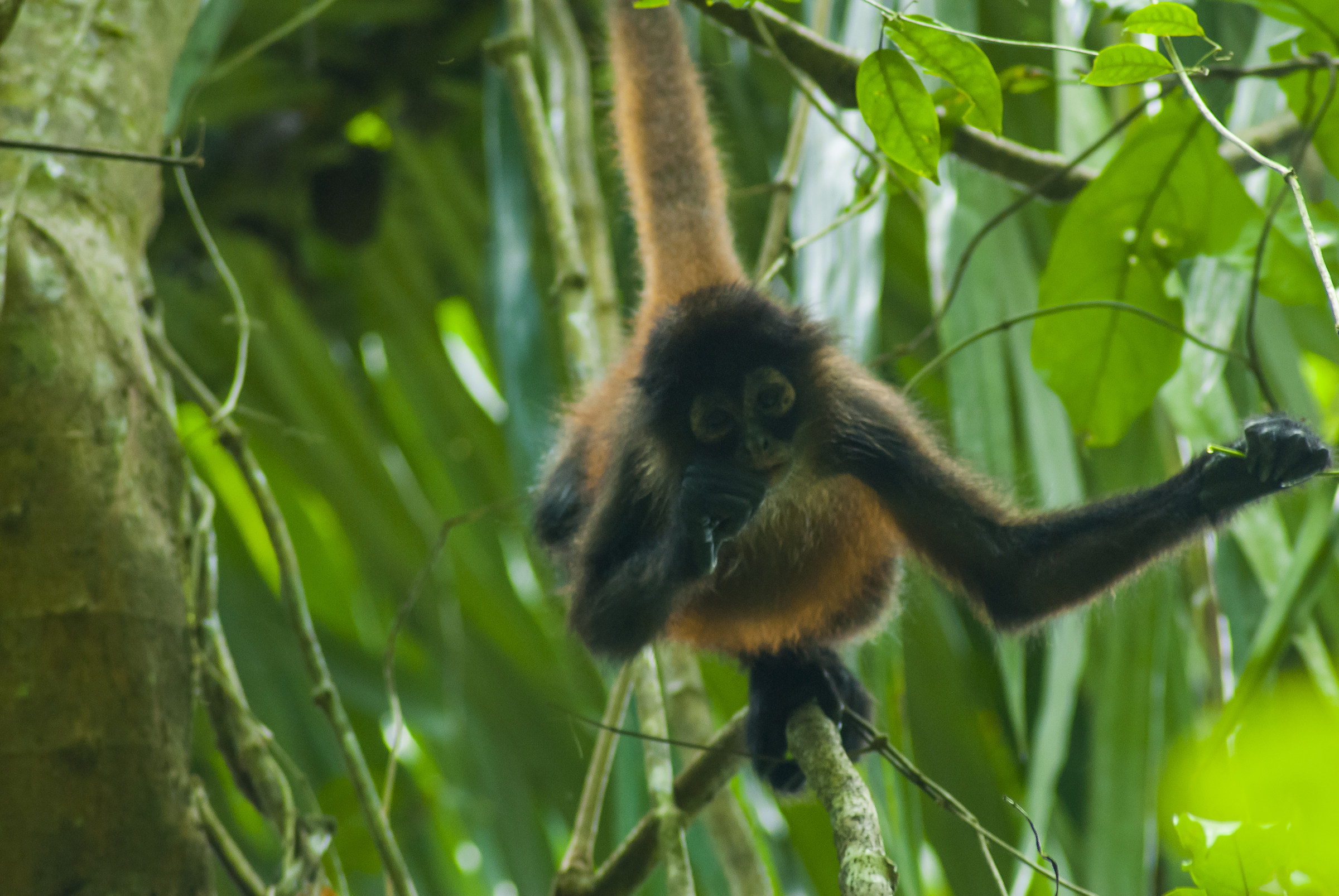 Spider Monkey Costa Rica