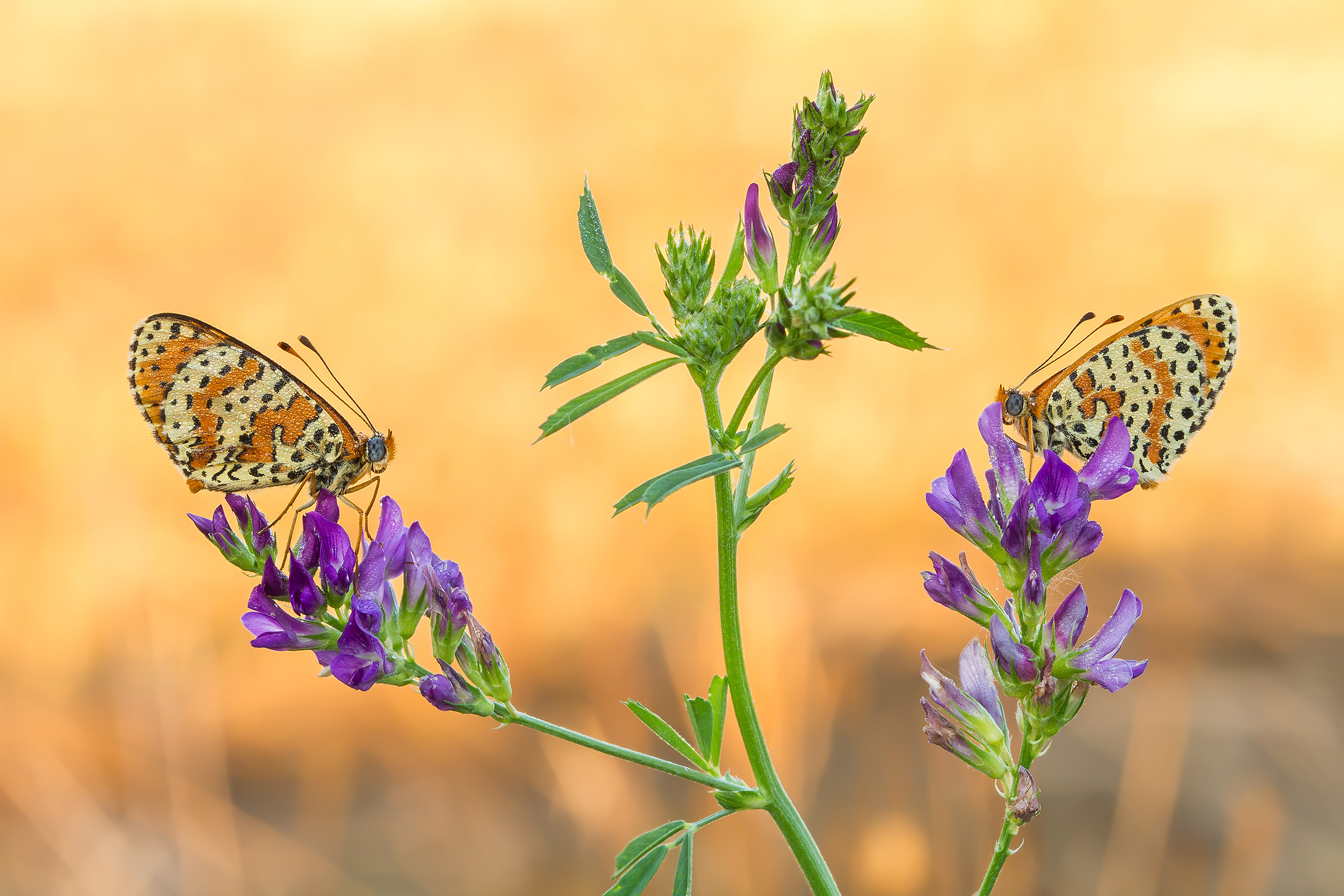 Do not look at me like 2 ^