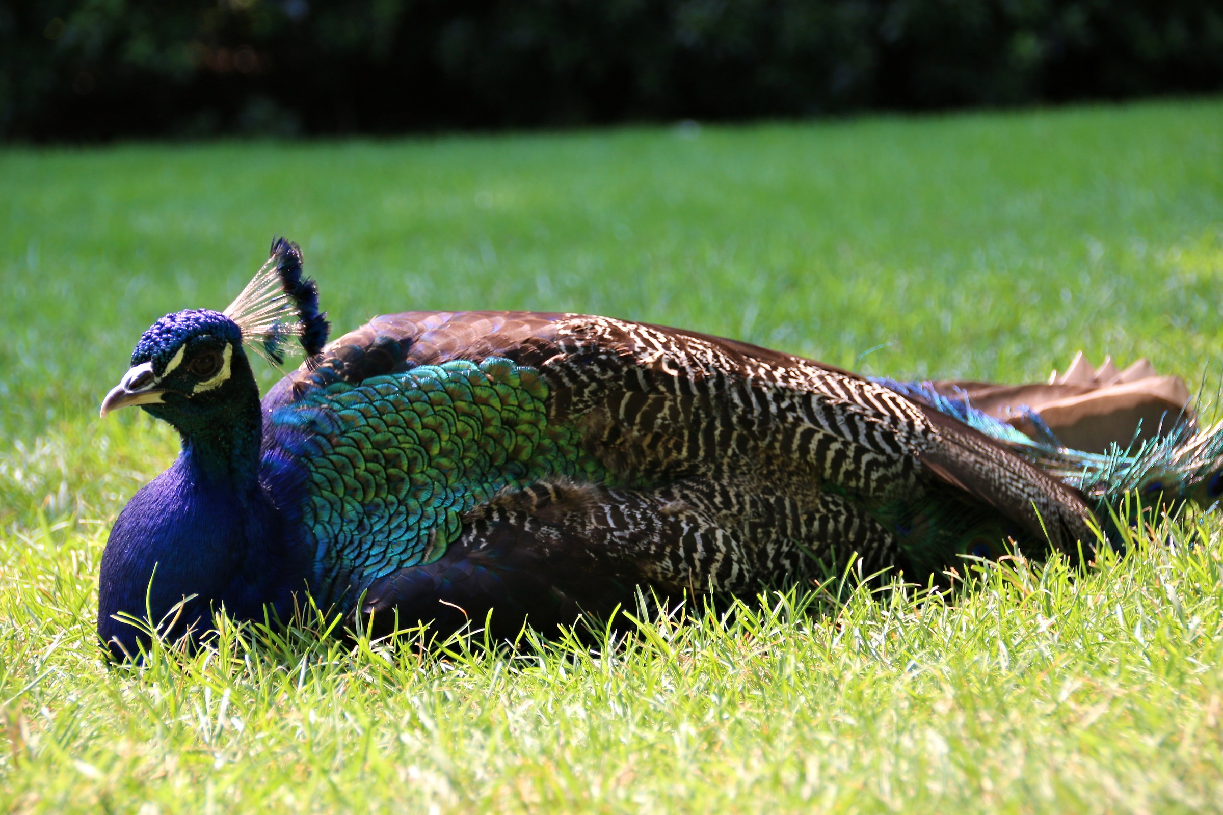 Peacock resting in the botanical gardens. Isola Madre
