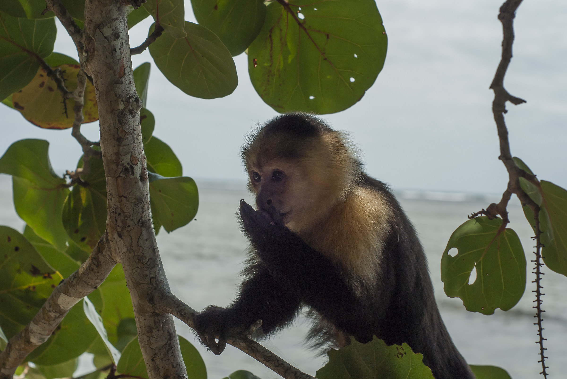 Capuchin Monkey Costa Rica