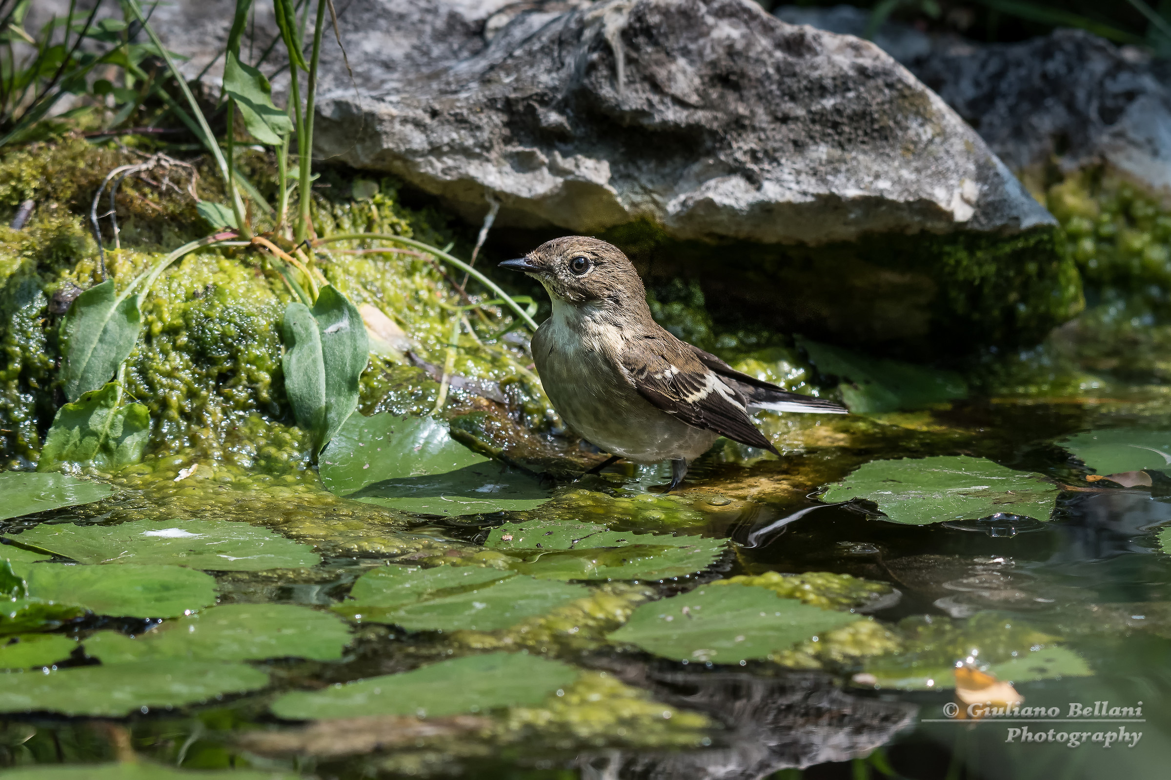 Il bagnetto della Balia Nera al capanno