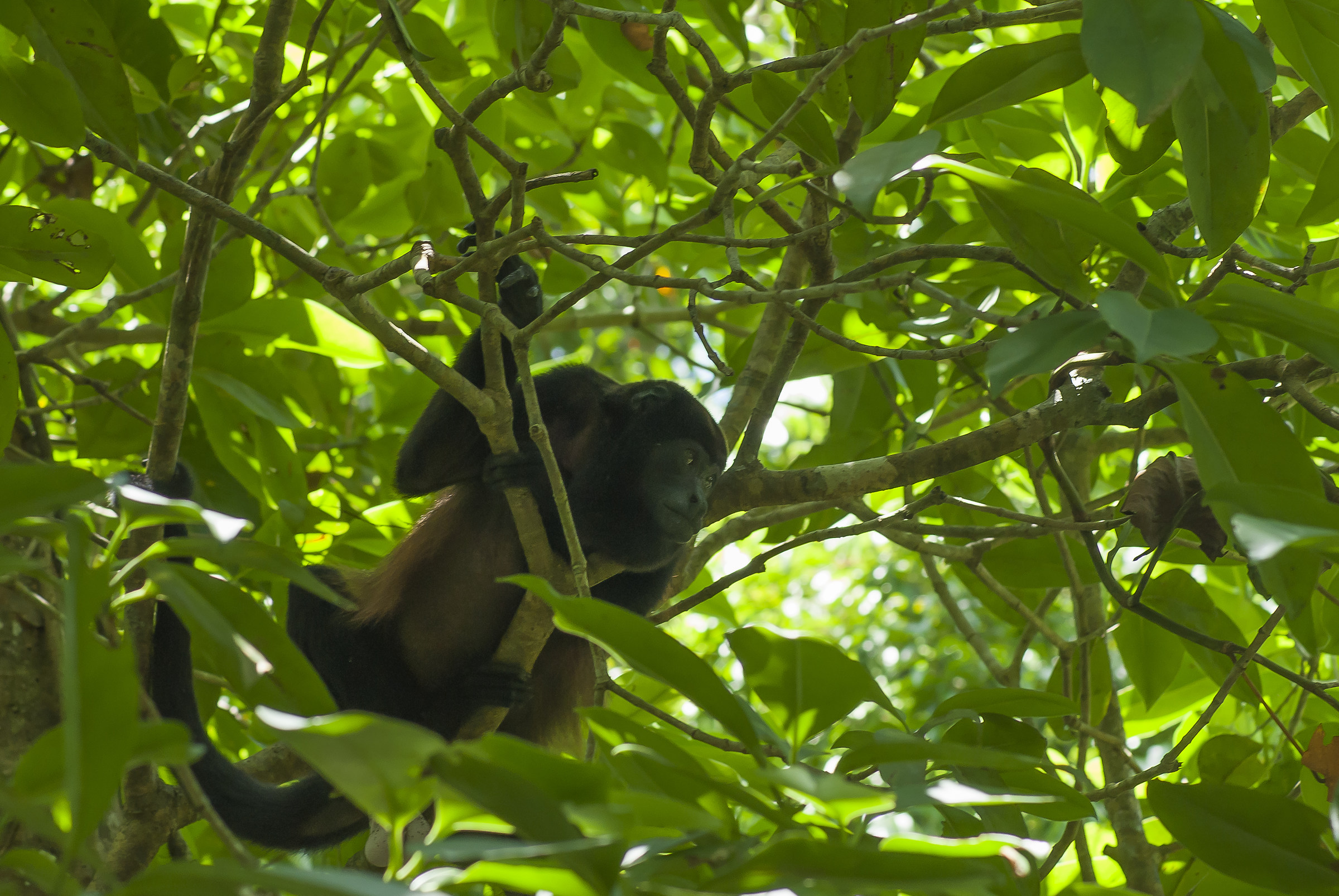 howler monkey