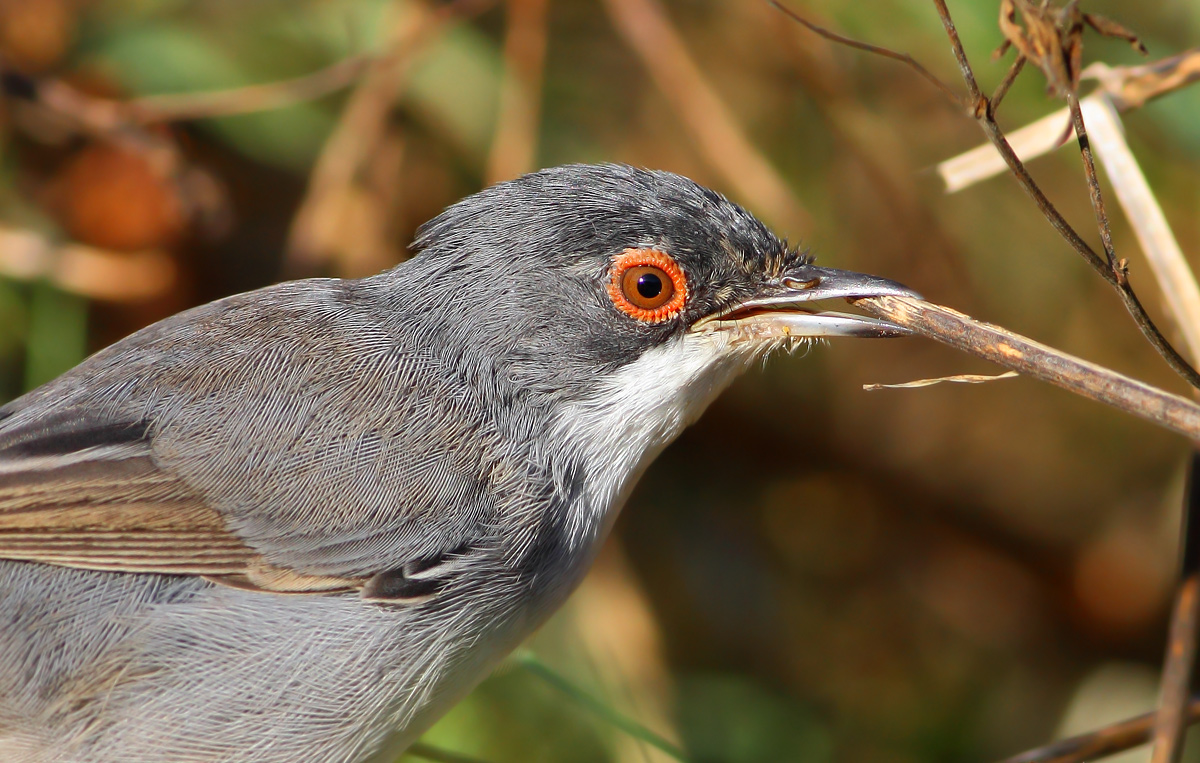 young warbler