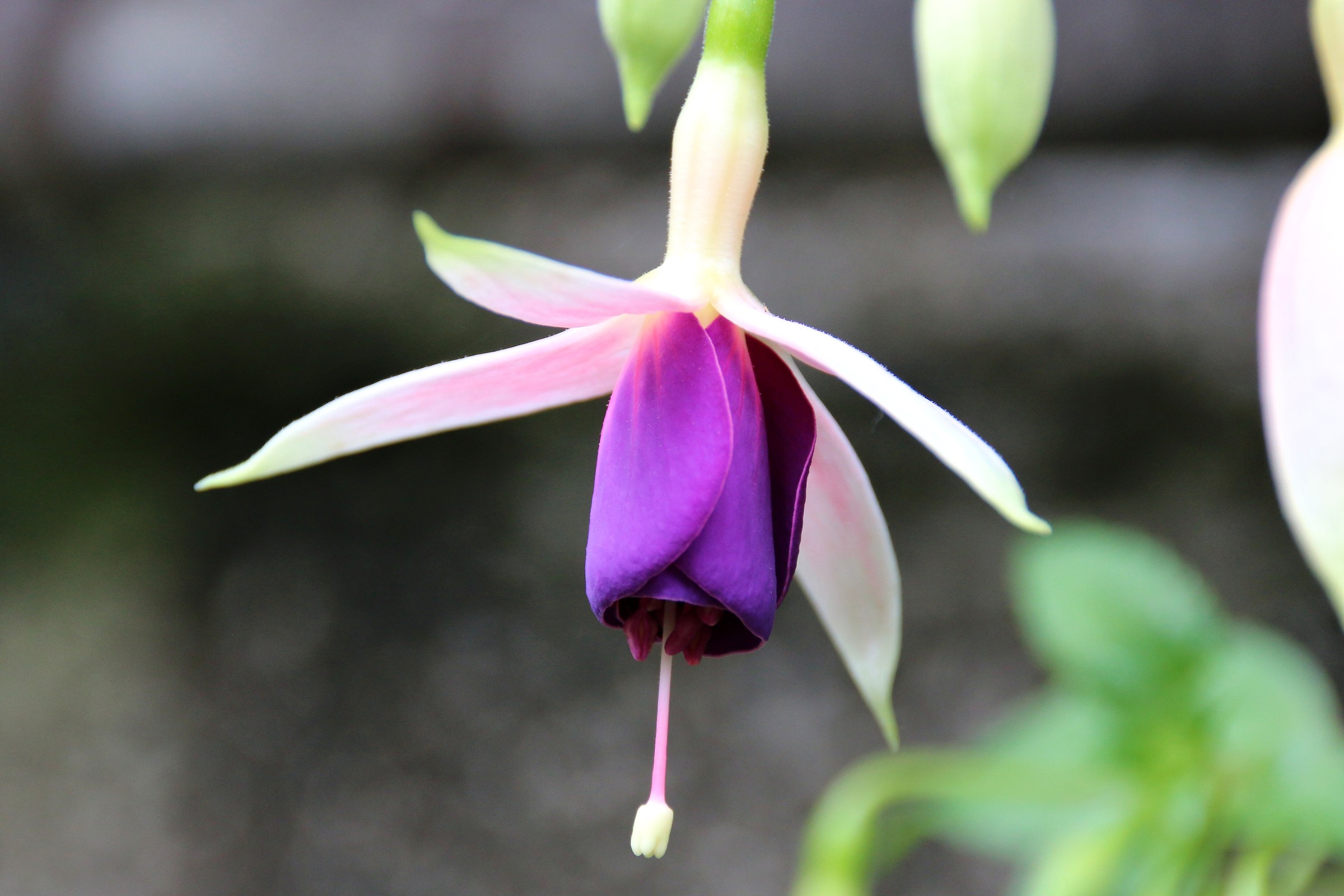 Greenhouse Villa Borromeo flowers