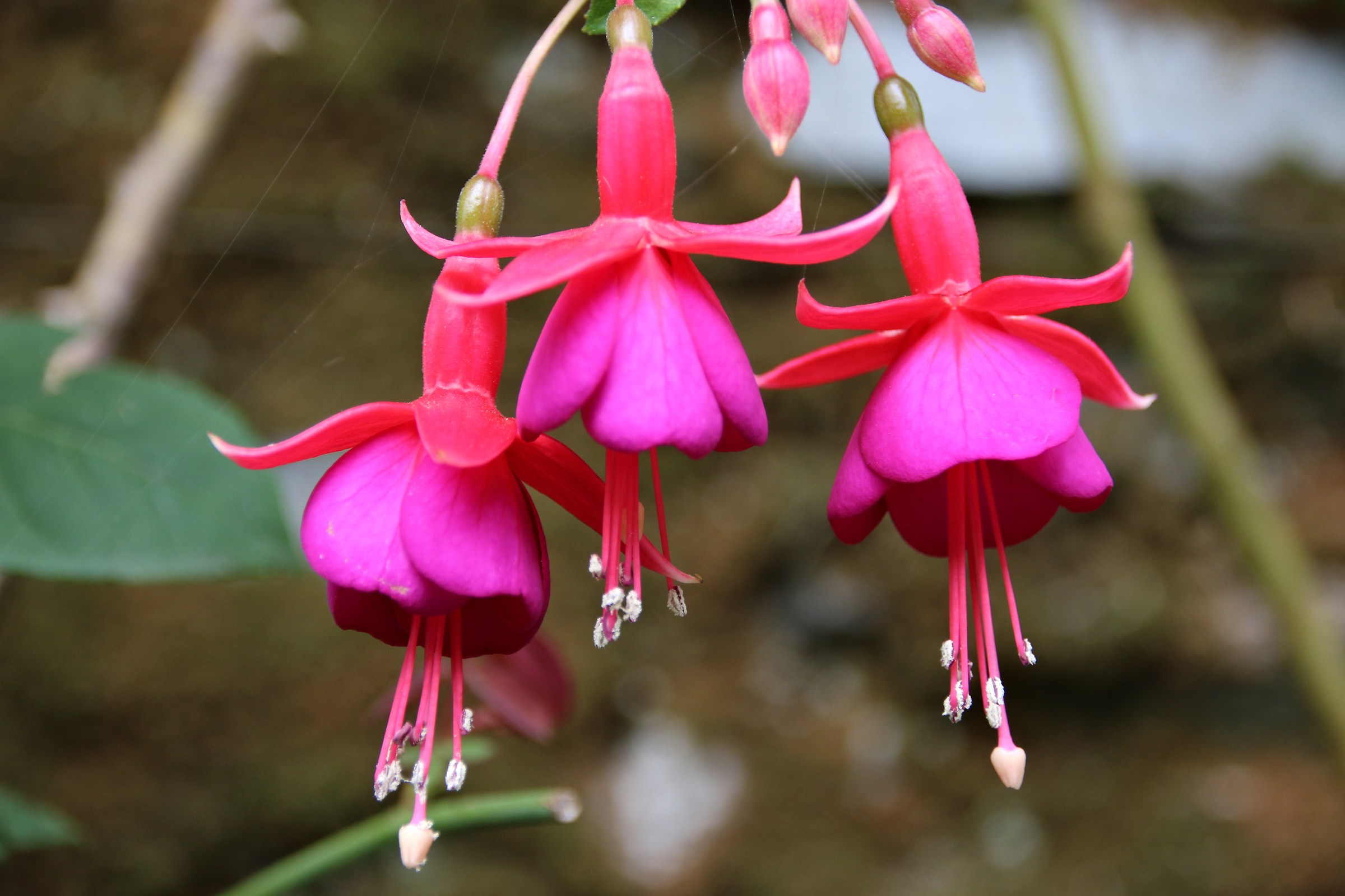 Flowers botanical greenhouse. Fishers Island