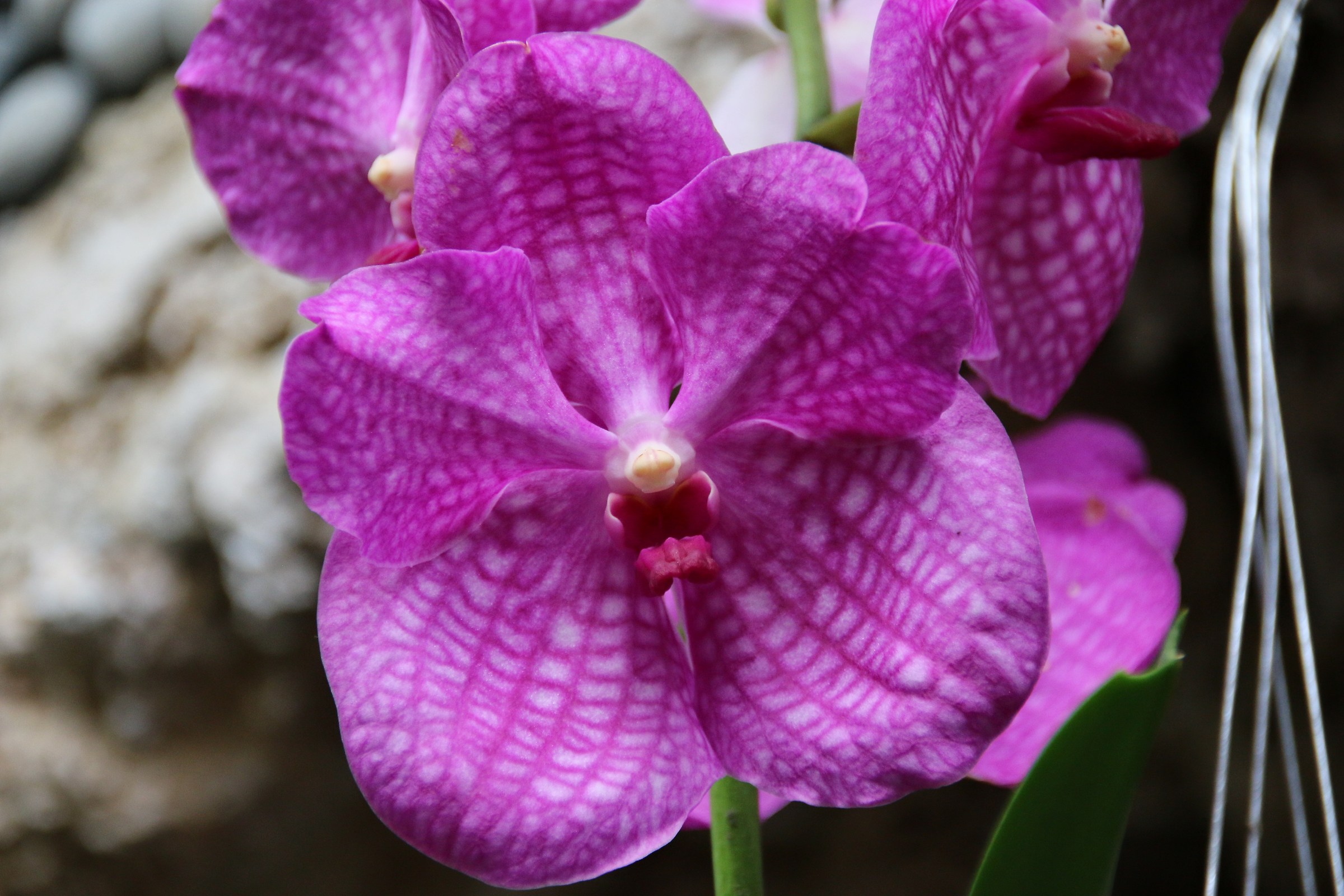 Flowers botanical greenhouse. Fishers Island