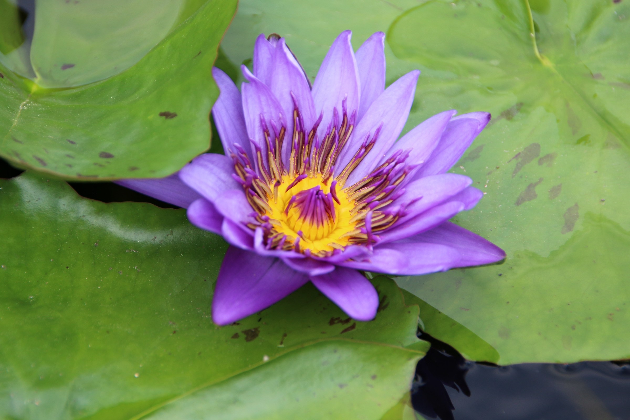 Flowers botanical greenhouse. Fishers Island