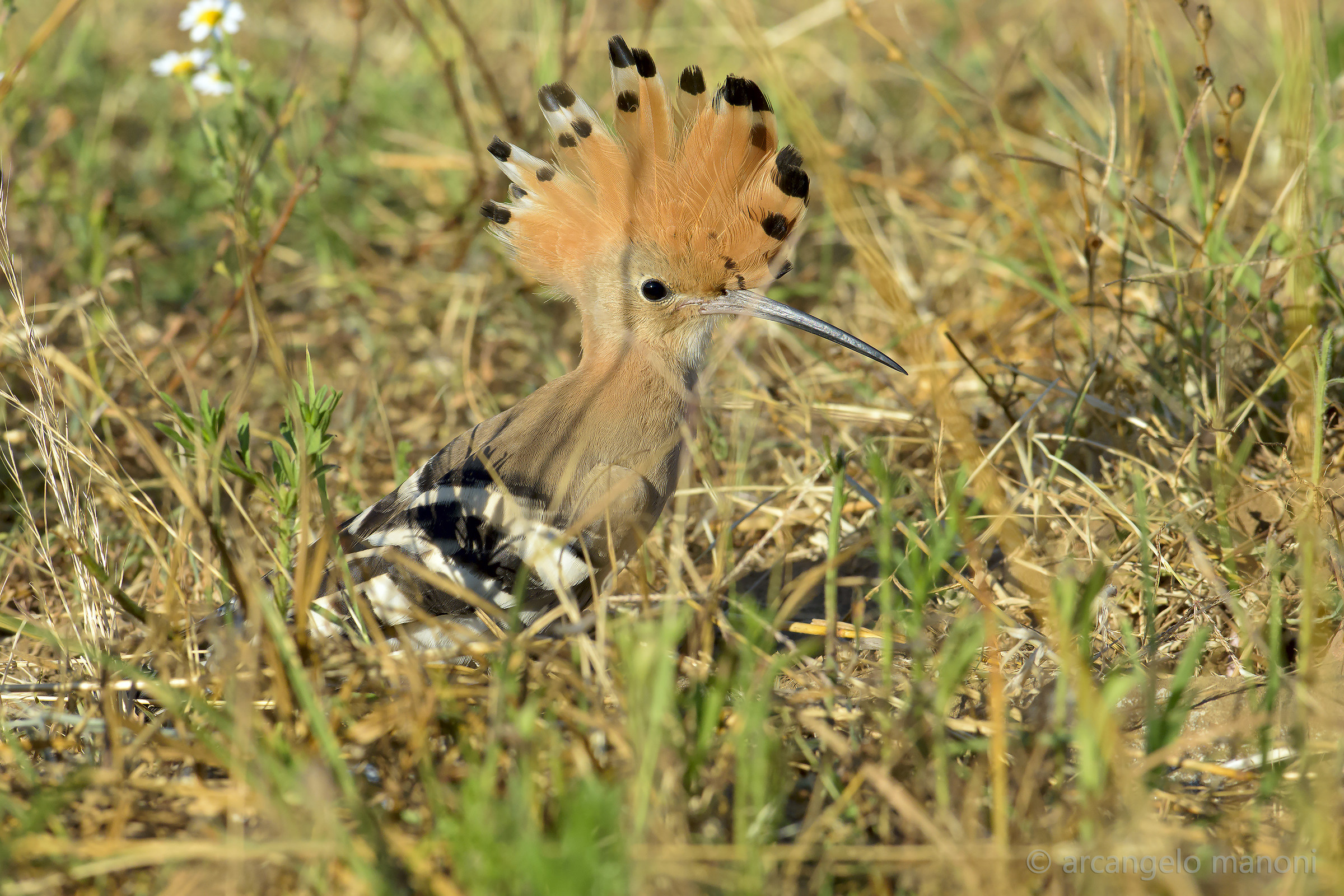 tufts on the savannah
