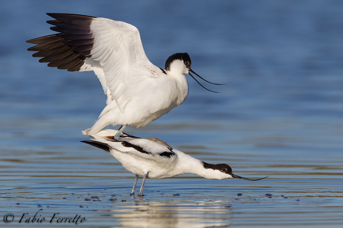 pair of avocets dawn