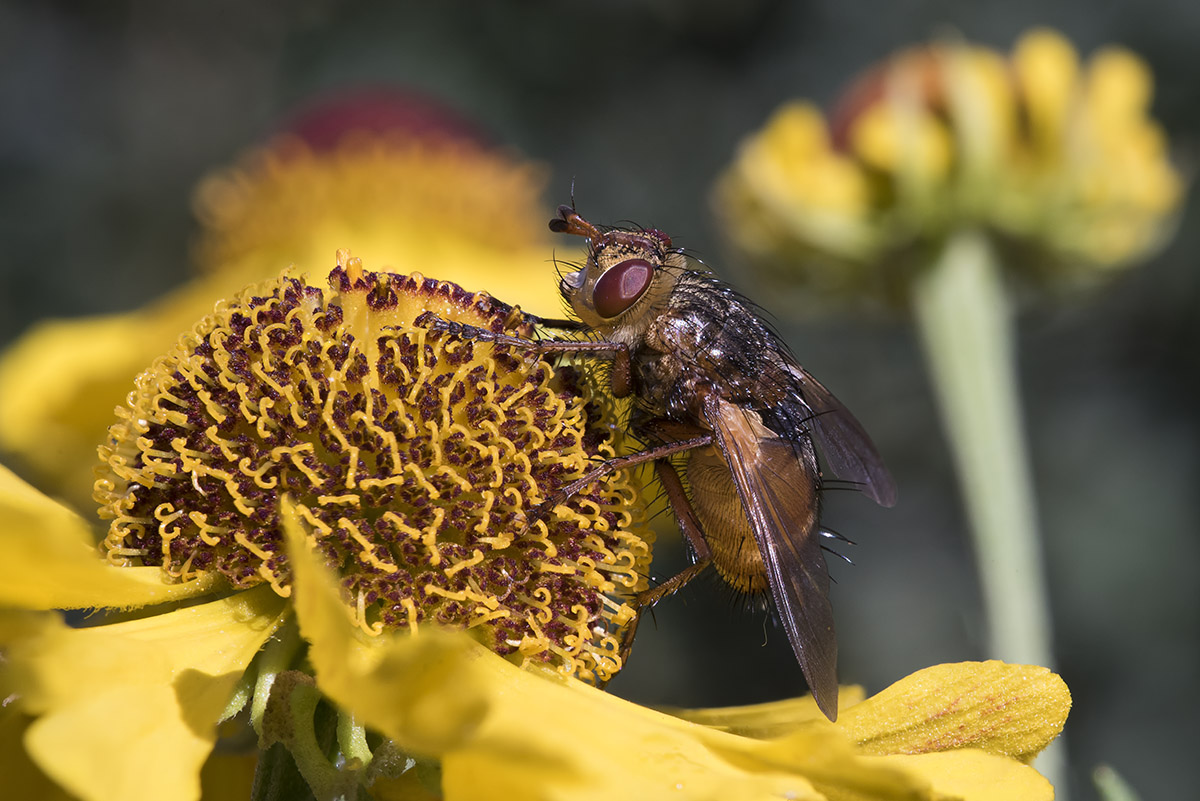 Hymenopus coronatus - mantide orchidea