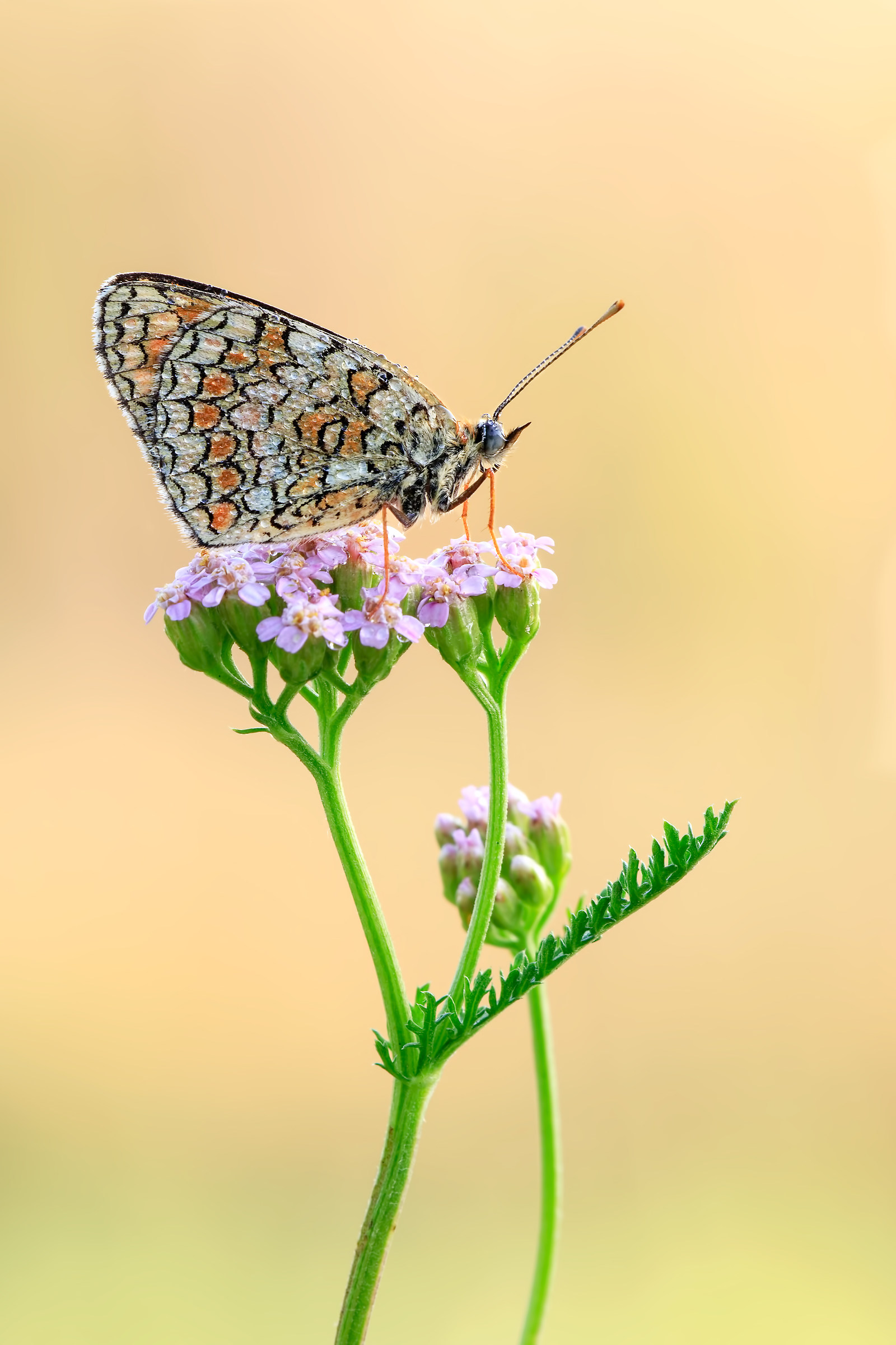 Melitaea Phoebe