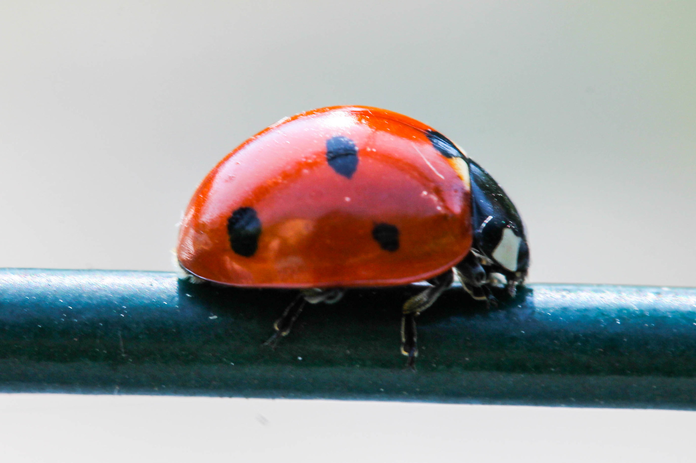 Coccinella