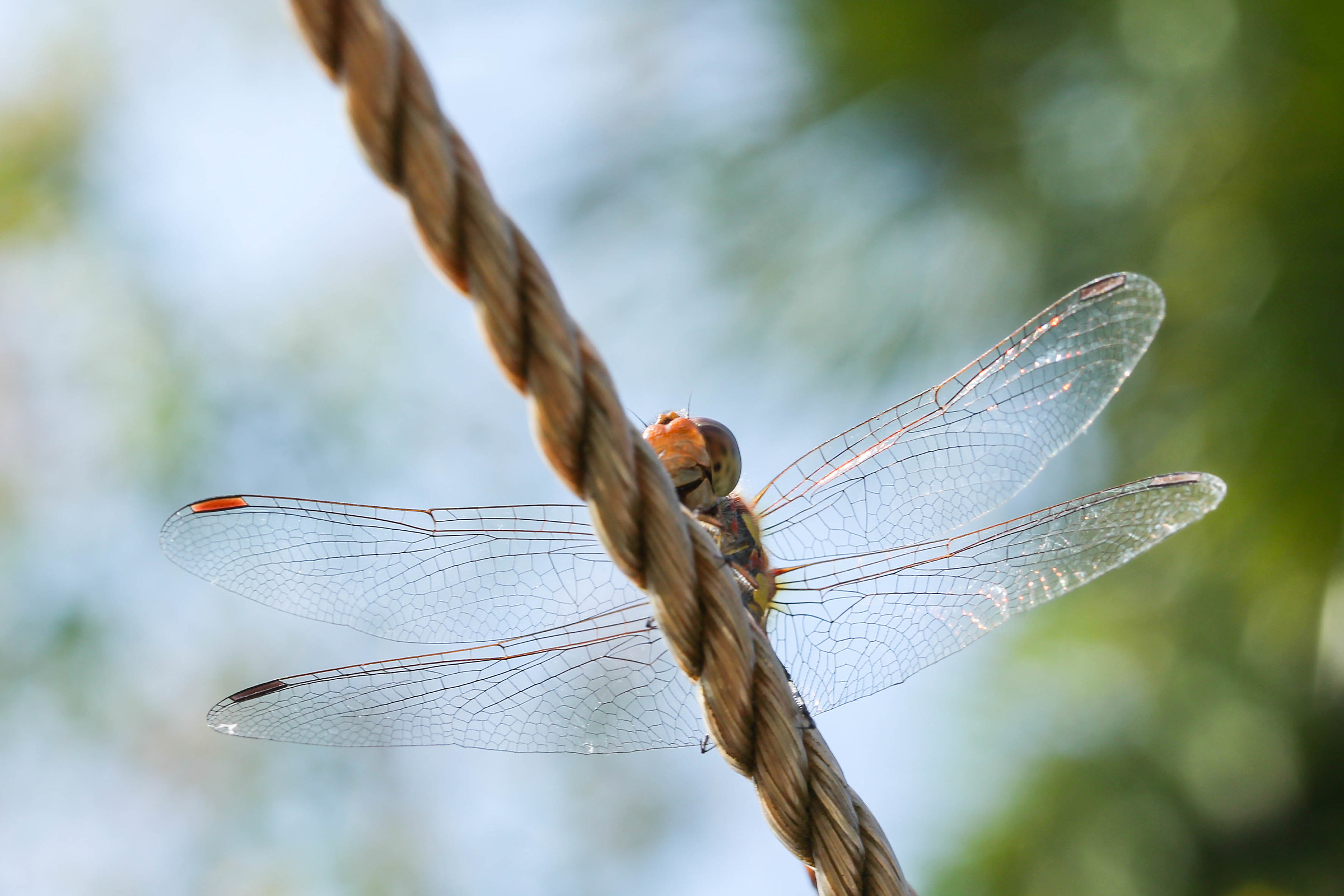 Libellula bicolore