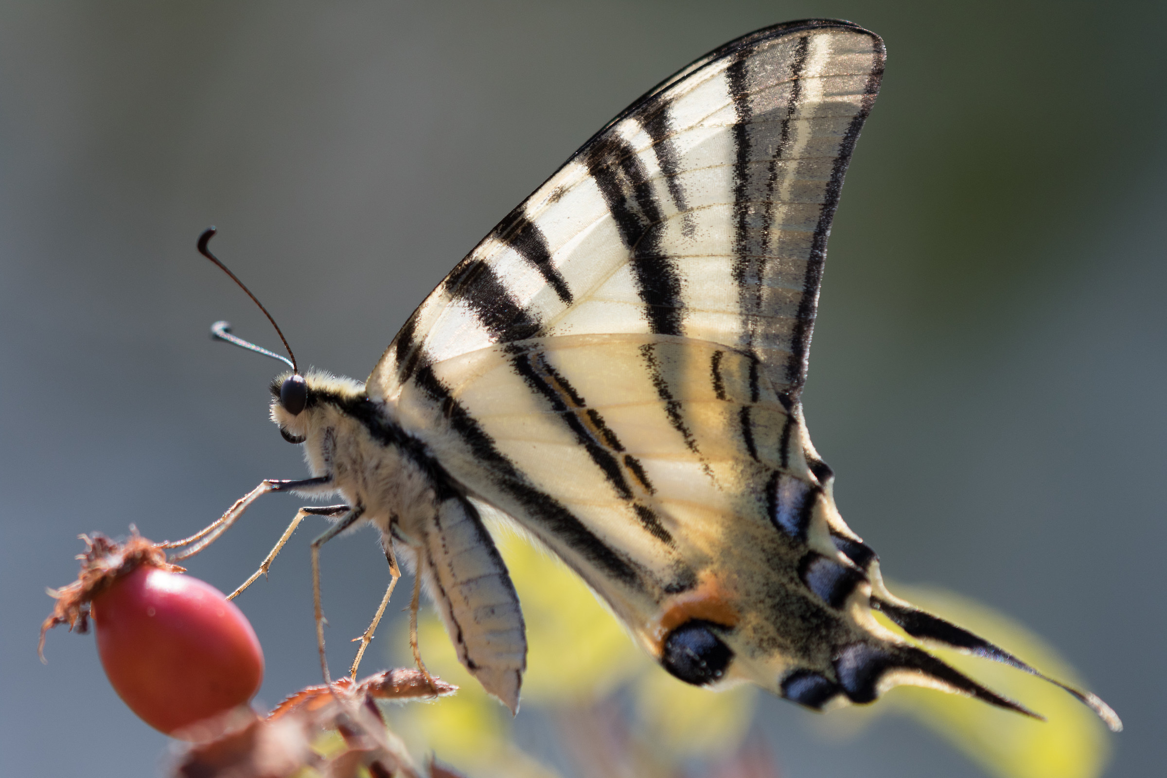 Scarce Swallowtail "Podalirius"