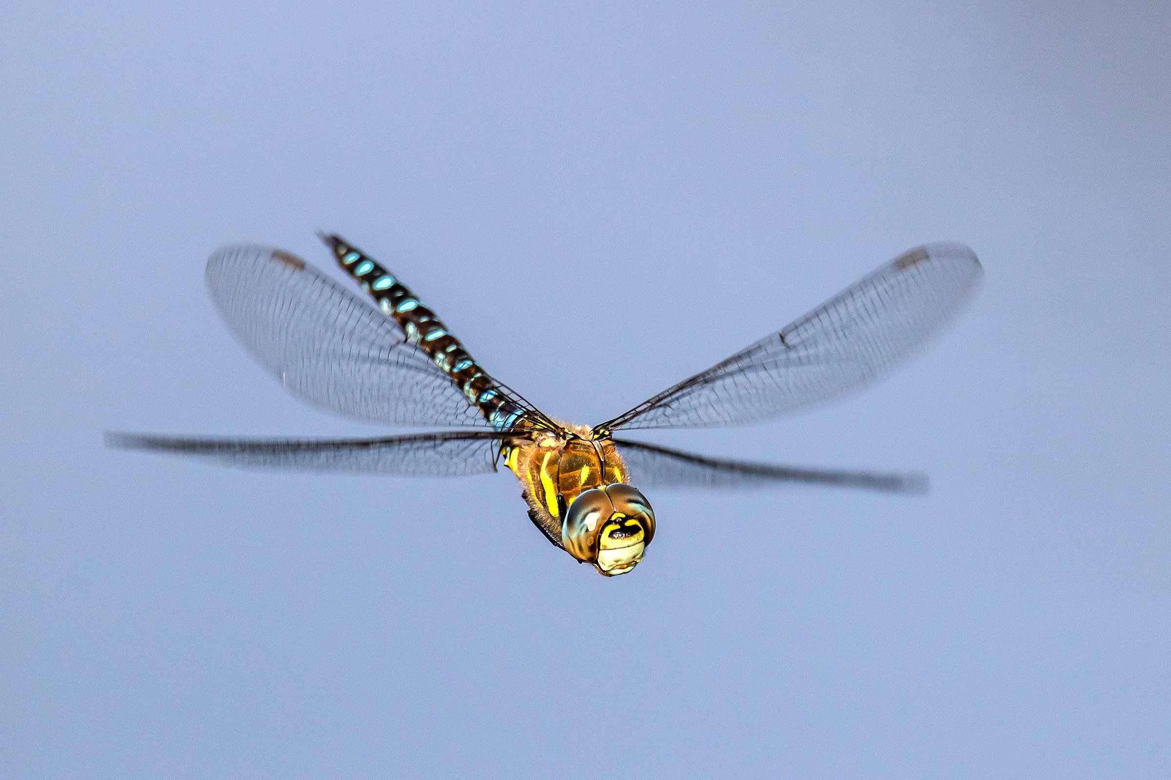 Libellula