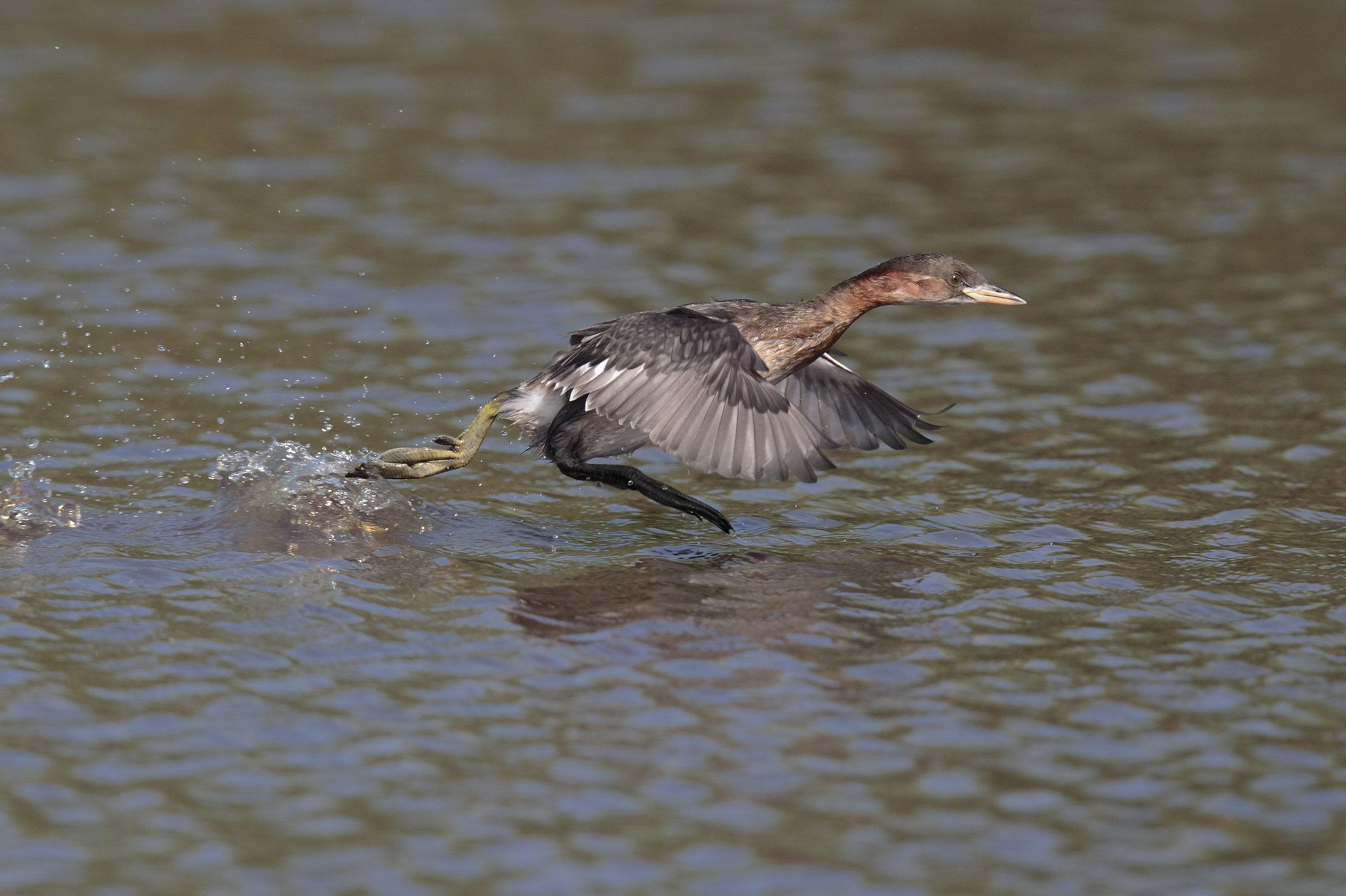 Little Grebe on the run