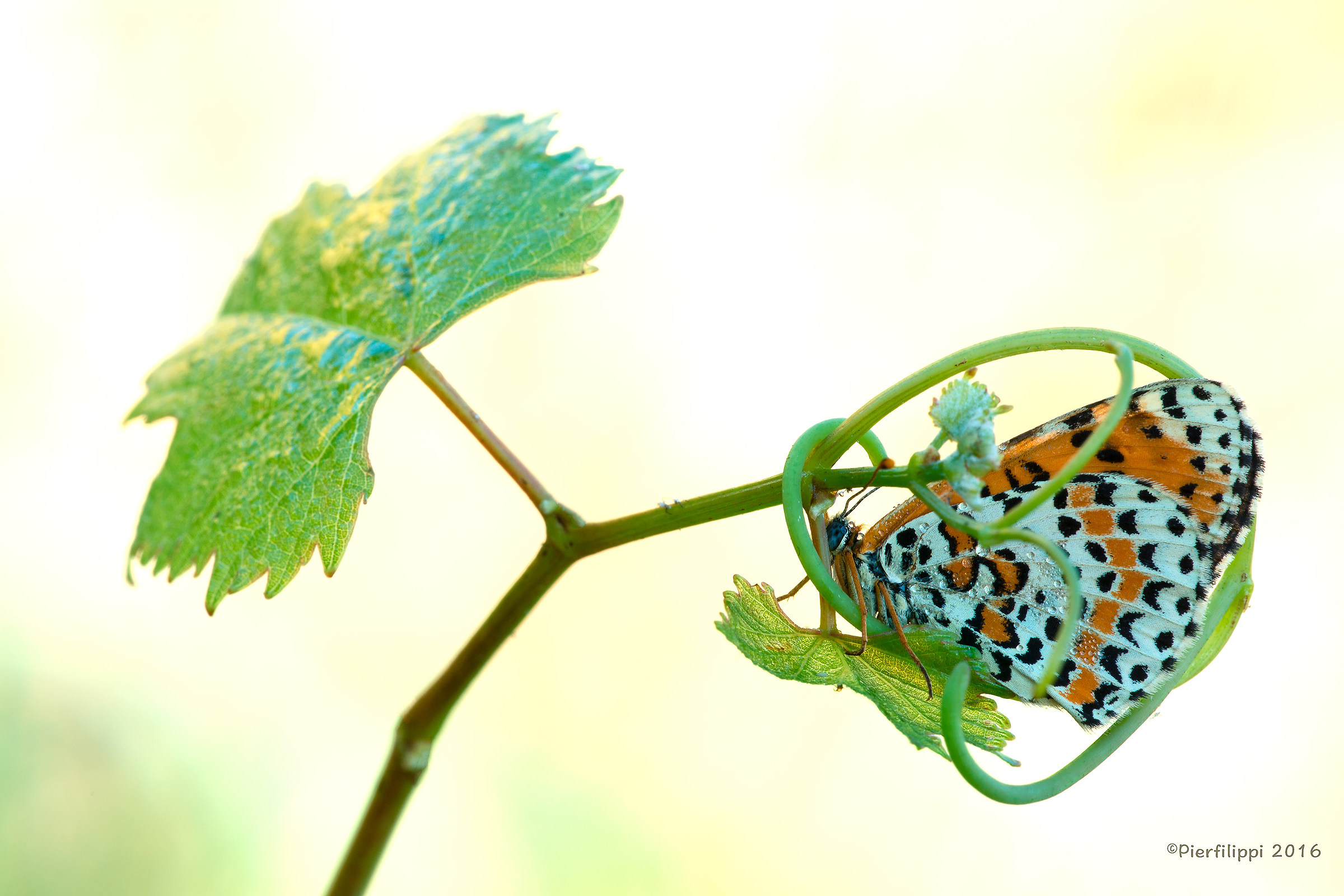 Posatoio a norma "626"