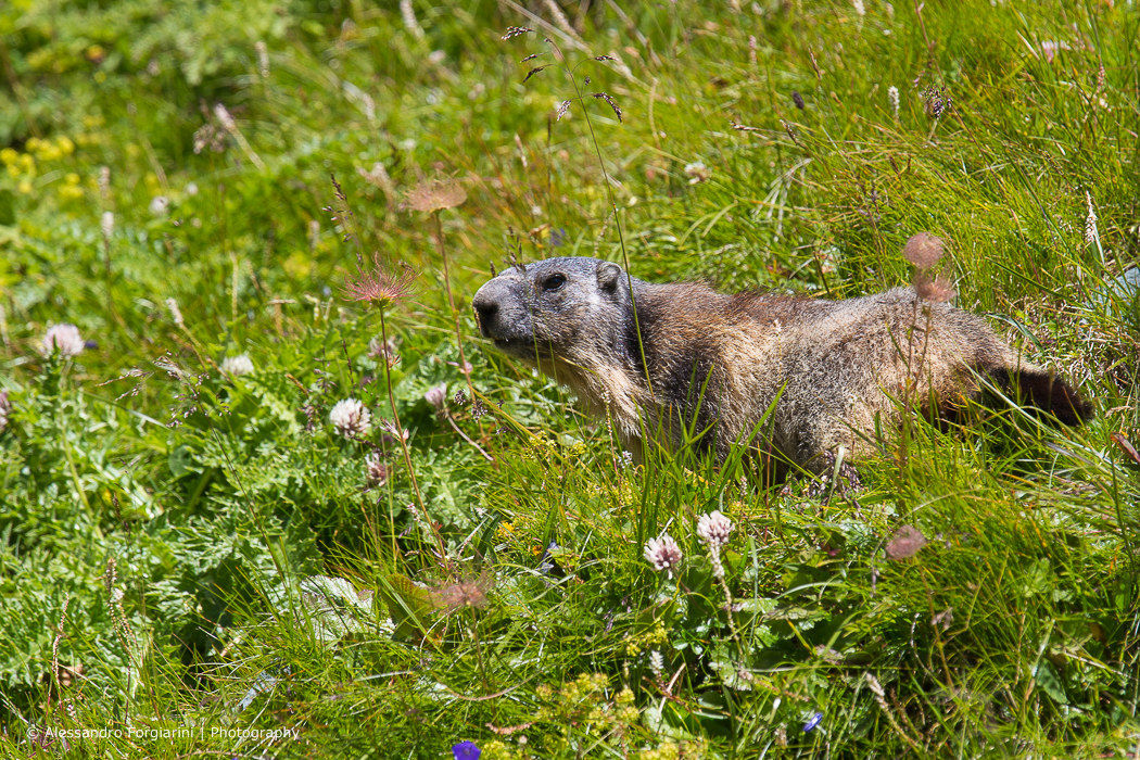 Marmot