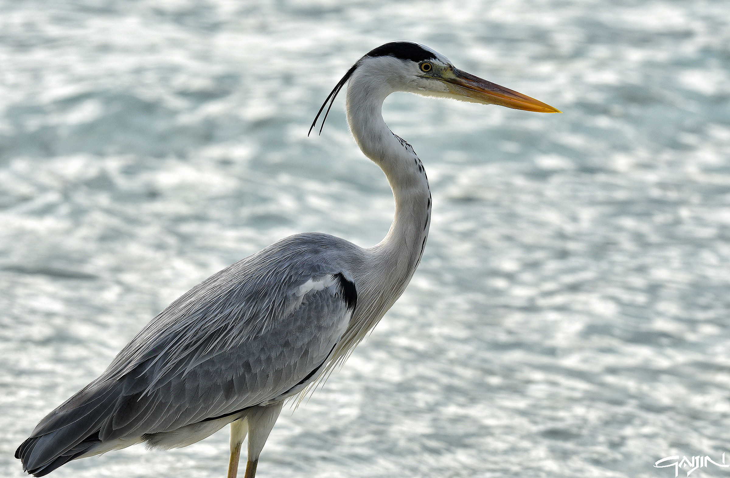 Maldives - Alimatha 2016