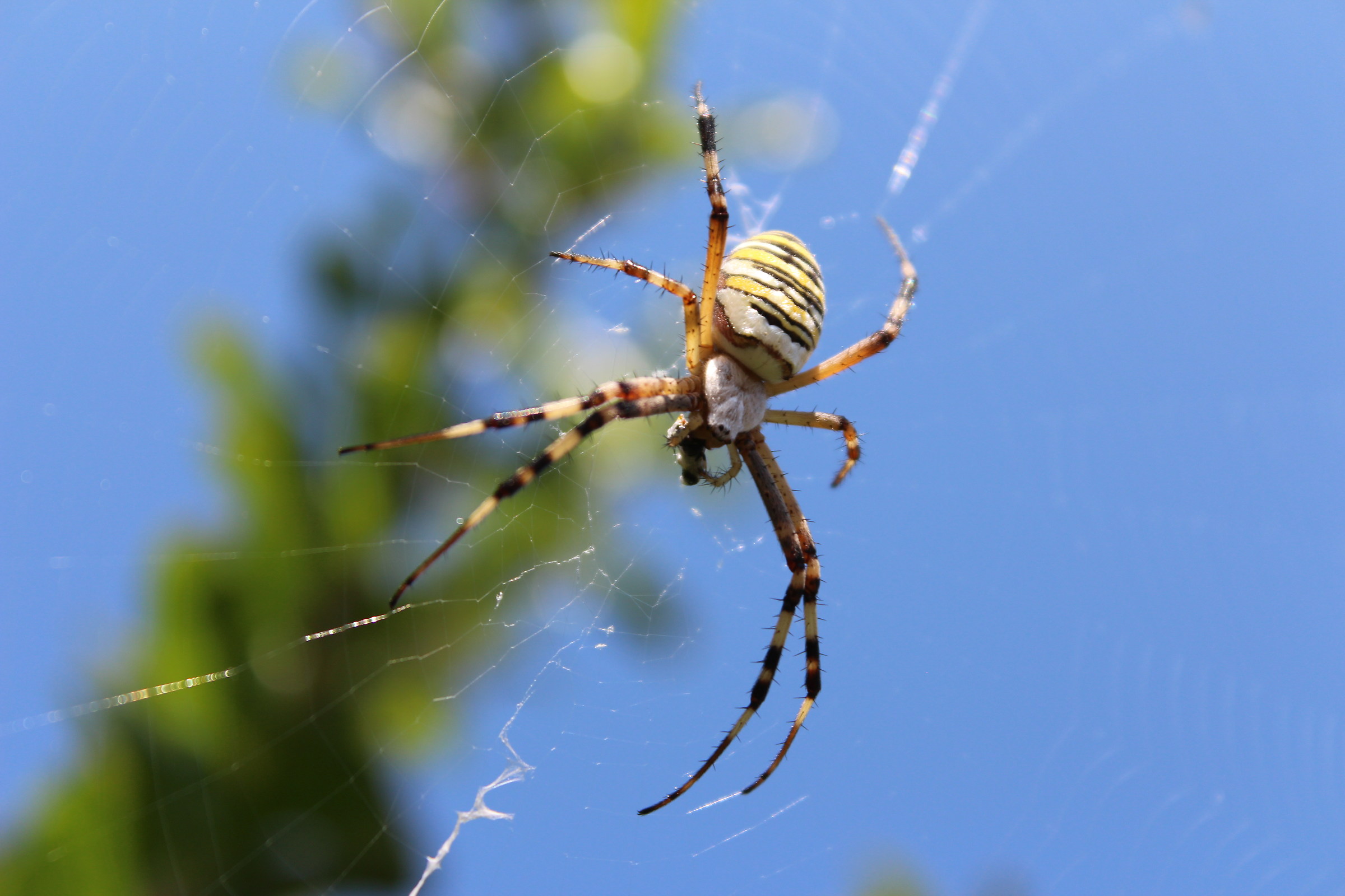 Argiope fasciata o ragno vespa