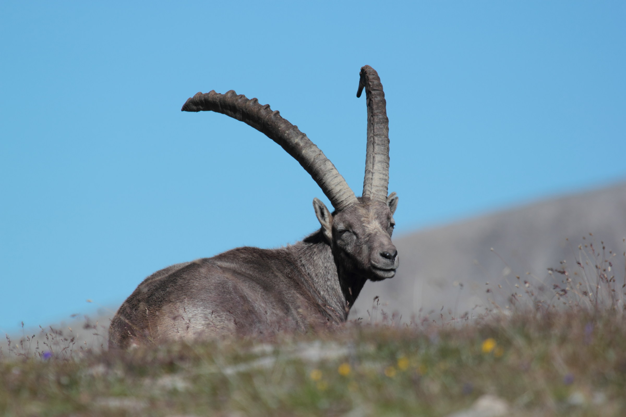 Ibex
