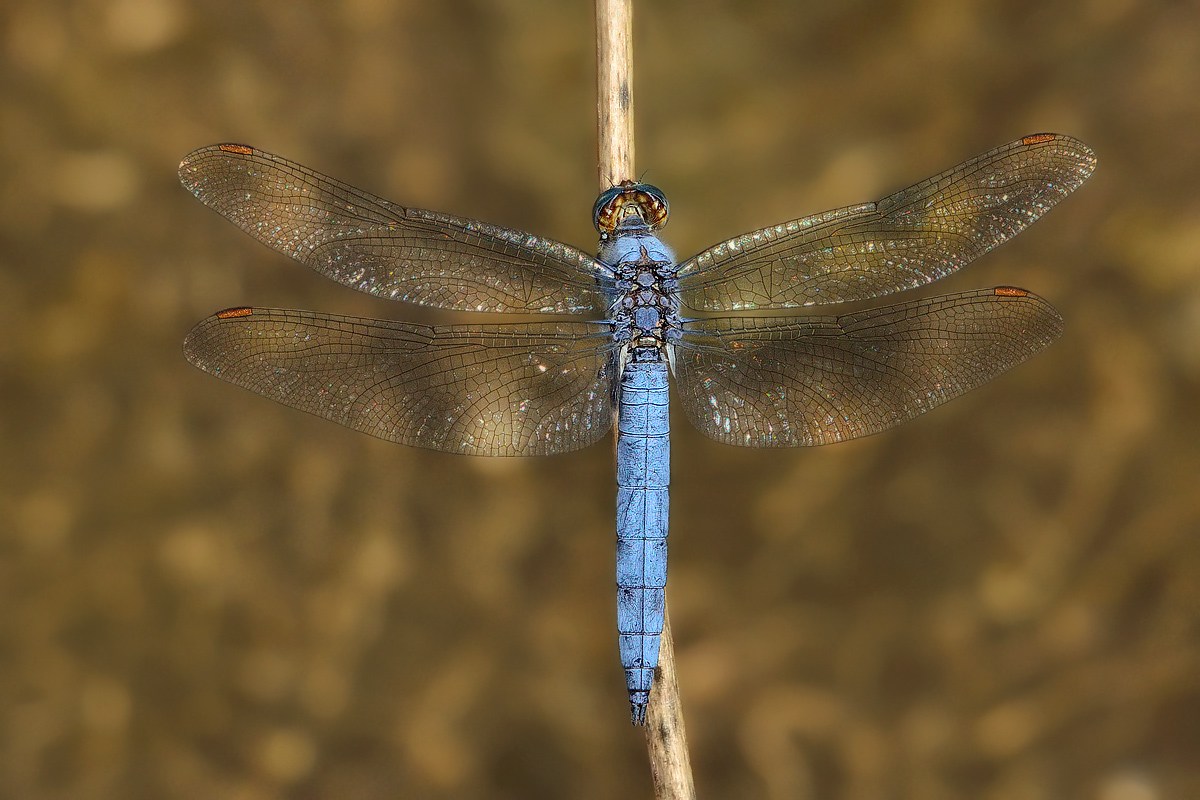 Il ponte sul fiume Kwai